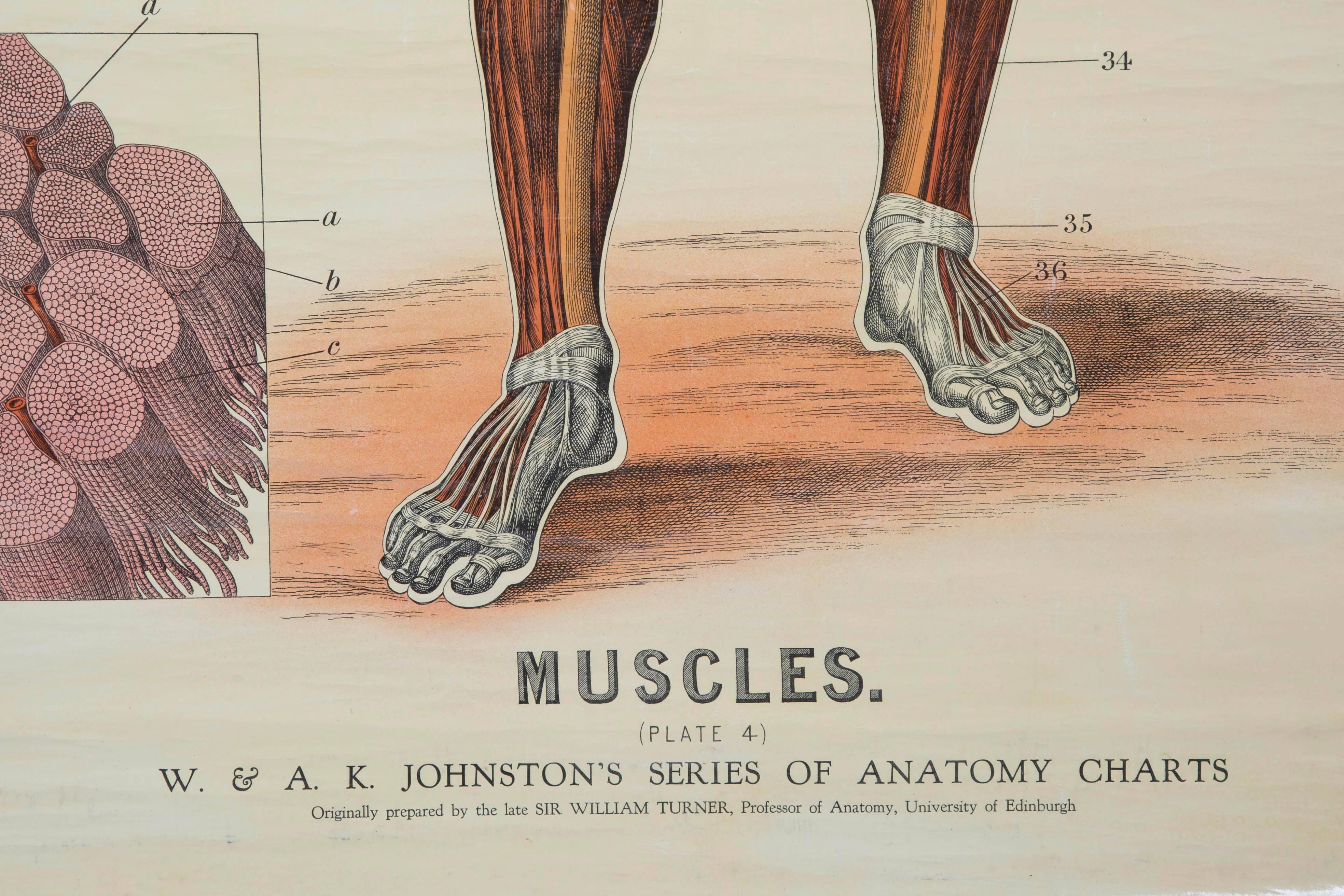 W&A J Johnstone early 20thc anatomical studies of Homo Sapiens, lithographically printed in polychromatic colors.
