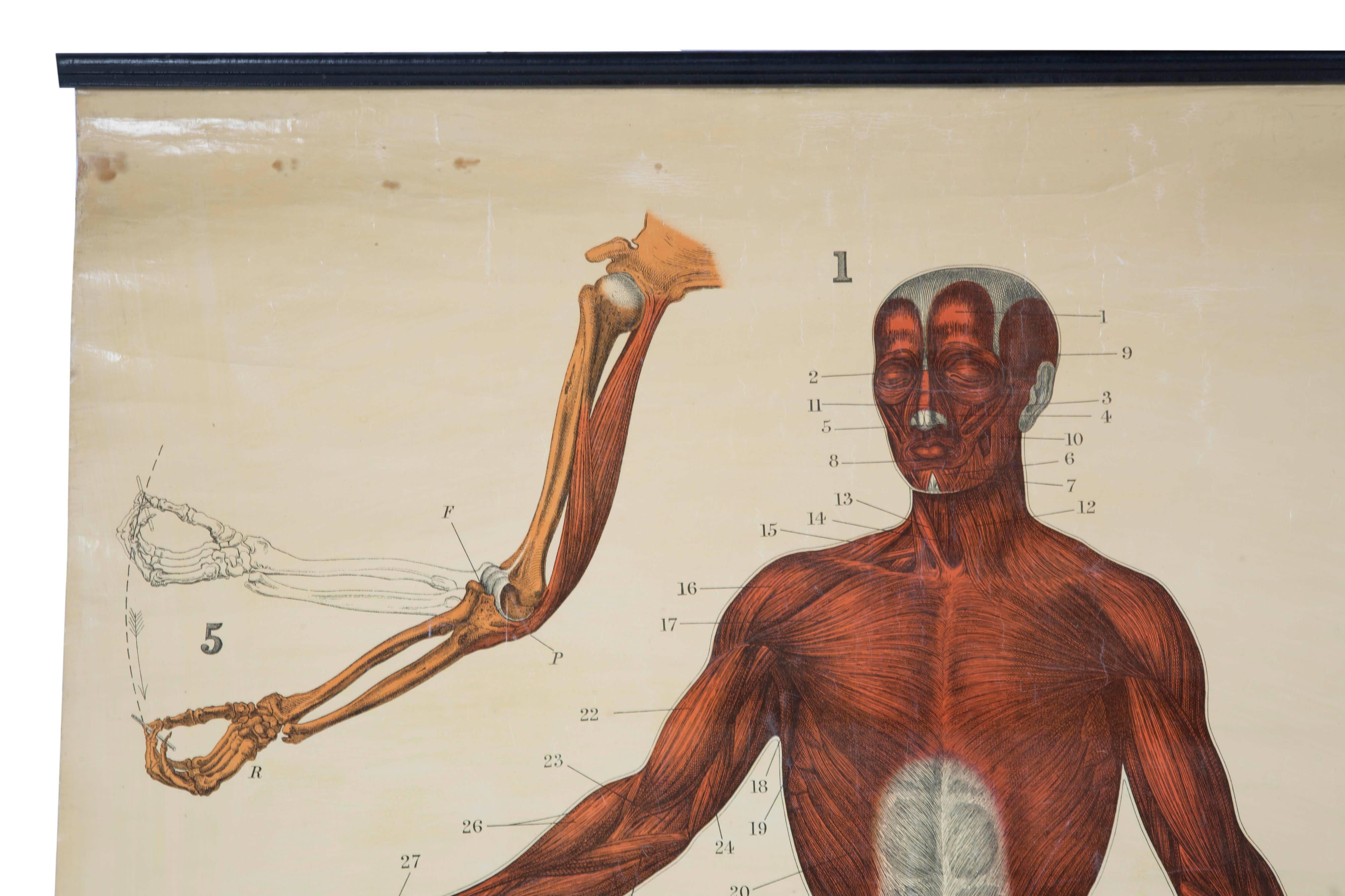 W&a J Johnstons Series of Anatomy, Muscular Framework In Fair Condition For Sale In Oxfordshire, GB