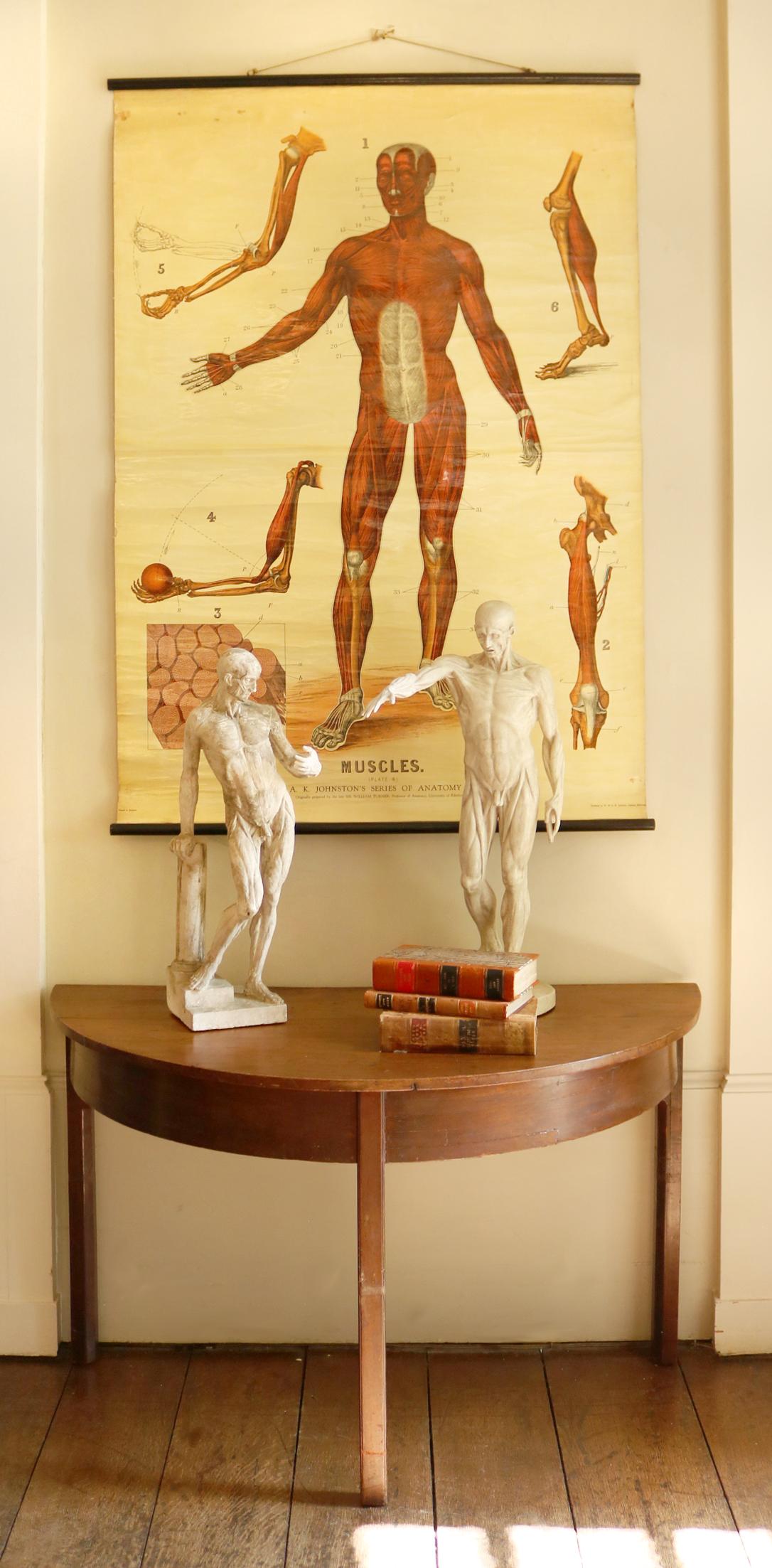 W&a J Johnstons Series of Anatomy, Muscular Framework For Sale 2