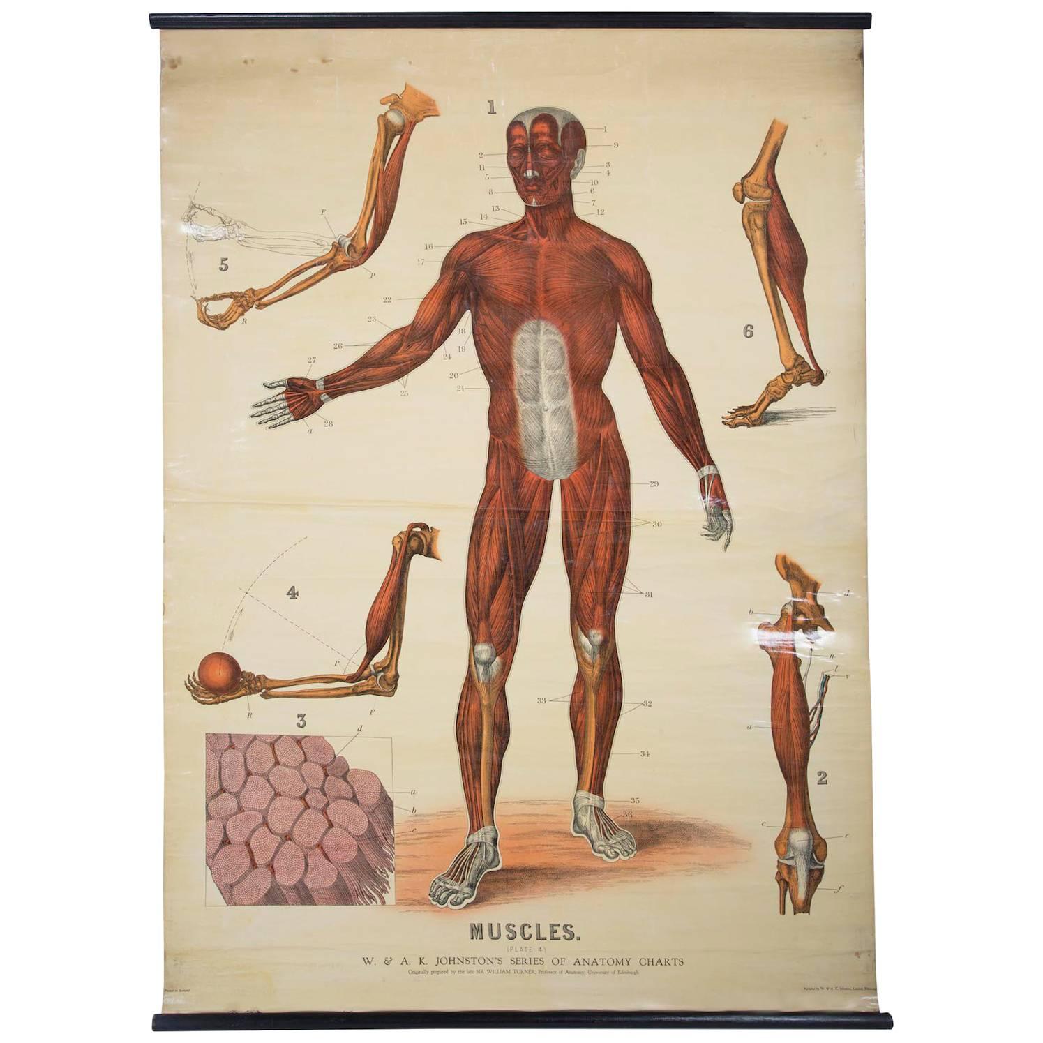 W&a J Johnstons Series of Anatomy, Muscular Framework For Sale
