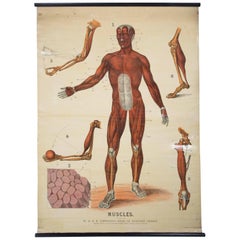 Antique W&a J Johnstons Series of Anatomy, Muscular Framework