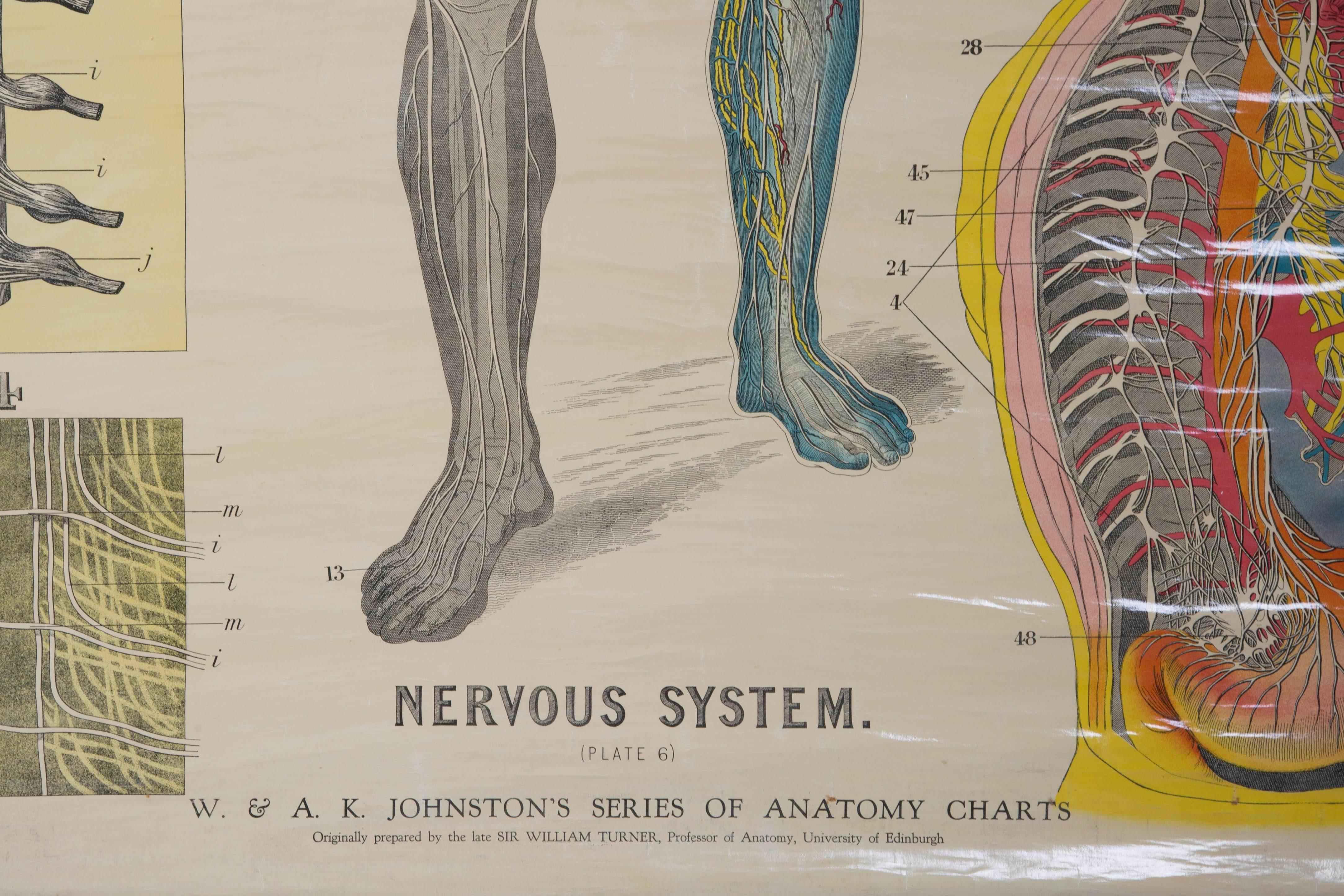 W&AJ Johnstone early 20th century anatomical studies of Homo Sapiens, lithographically printed in polychromatic colors.