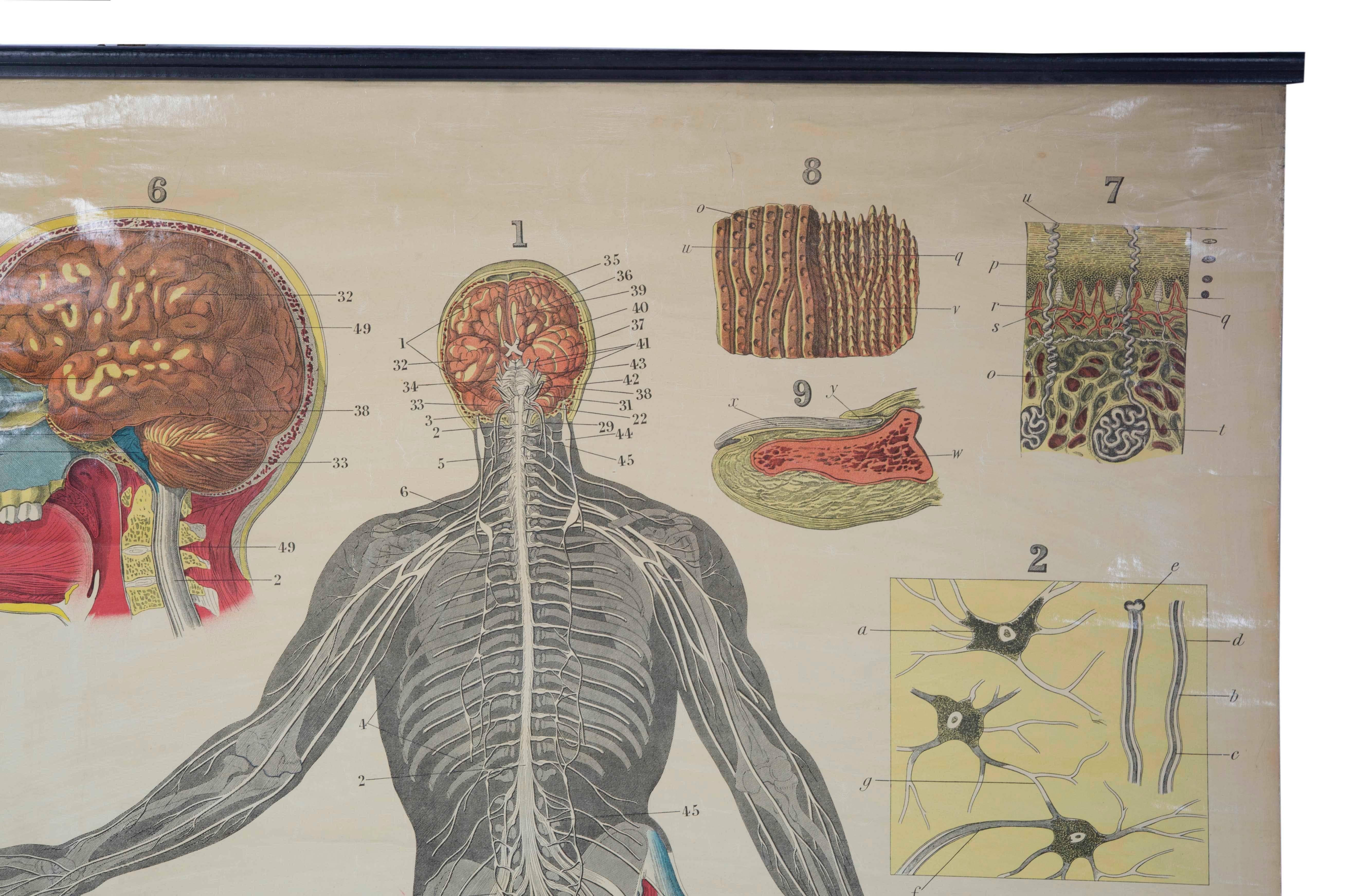 W&A J Johnstons Series of Anatomy, Nervous System In Fair Condition For Sale In Oxfordshire, GB