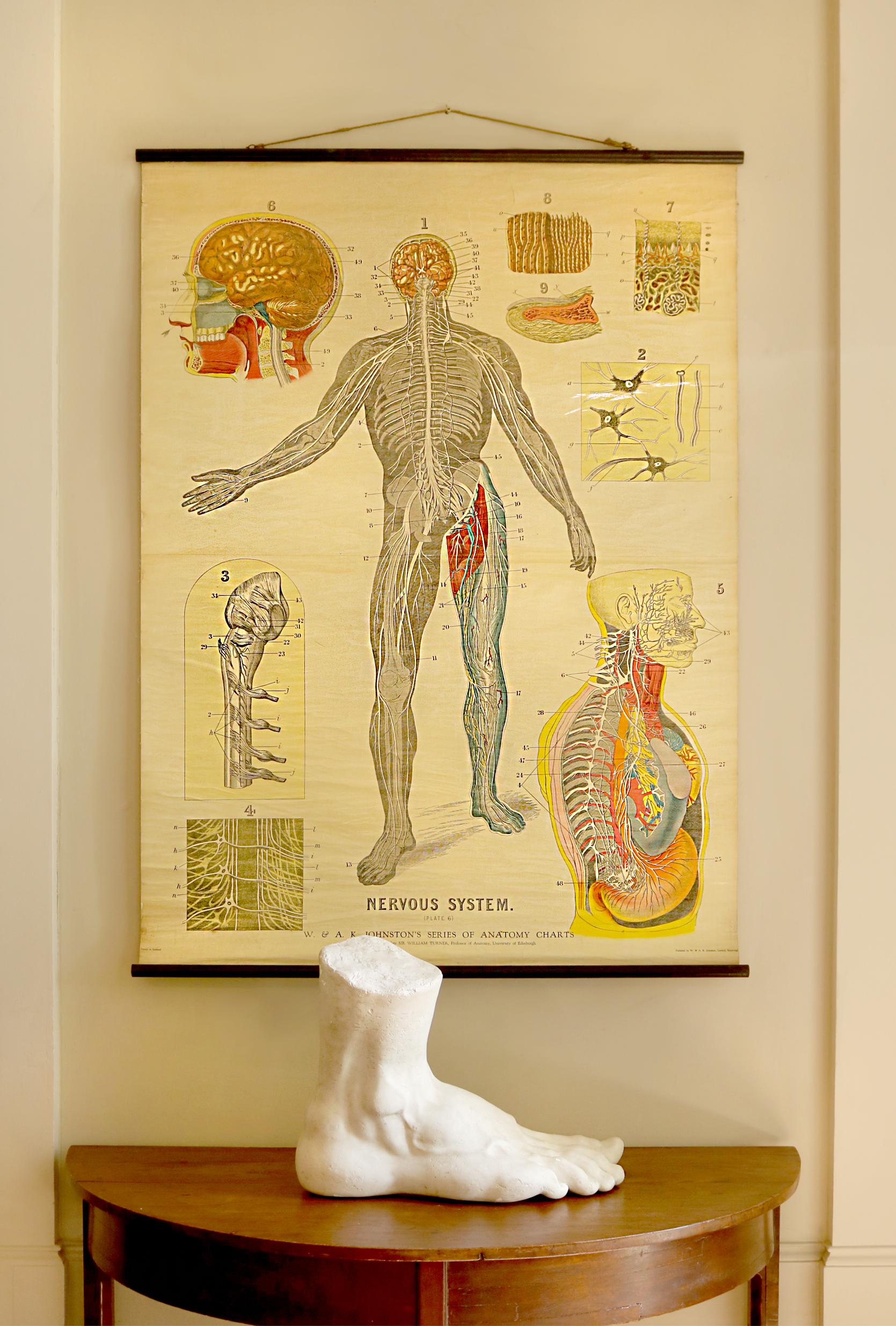 W&A J Johnstons Series of Anatomy, Nervous System For Sale 2