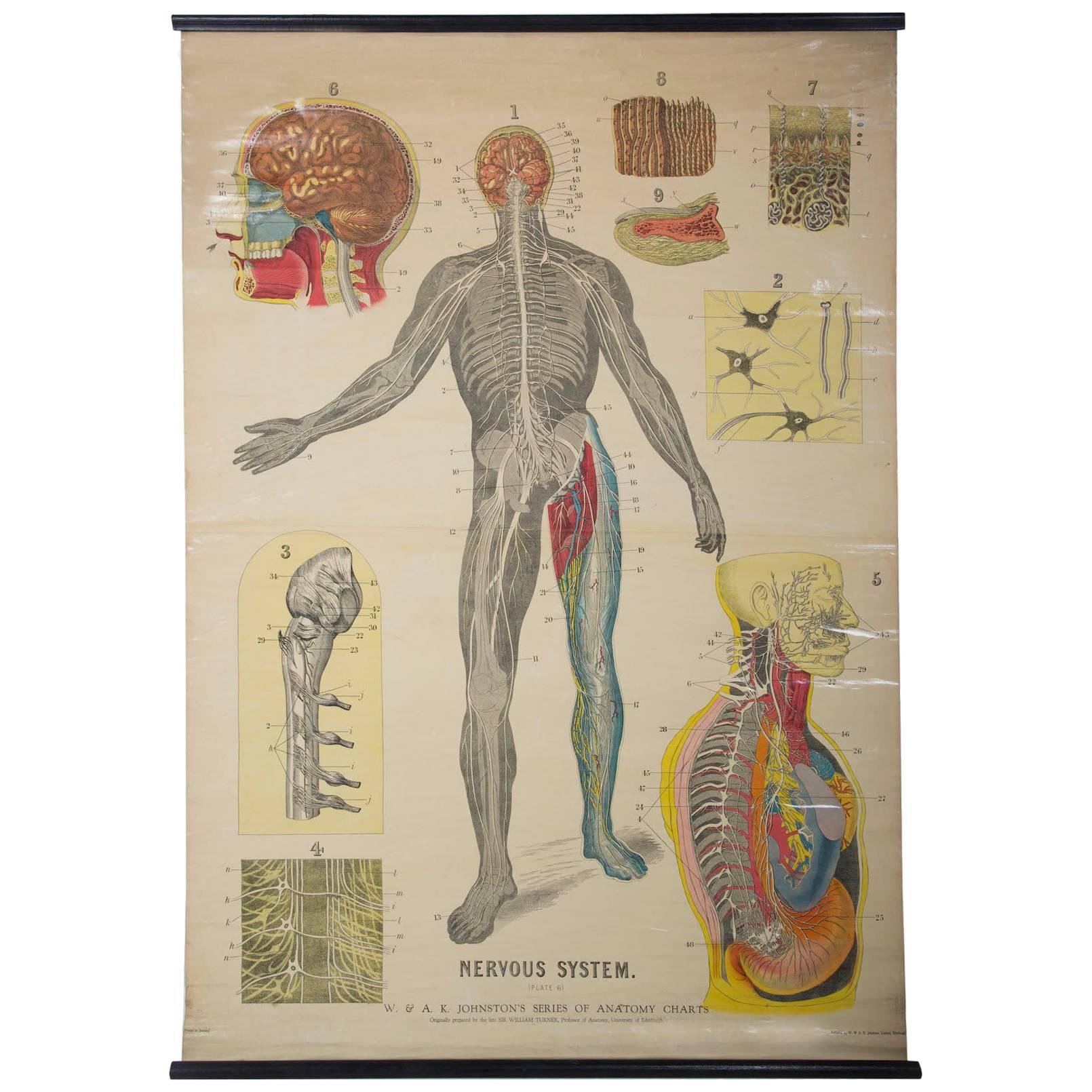 W&A J Johnstons Series of Anatomy, Nervous System For Sale