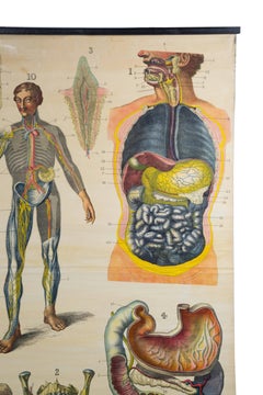 W&A J Johnstons Series of Anatomy, Organs