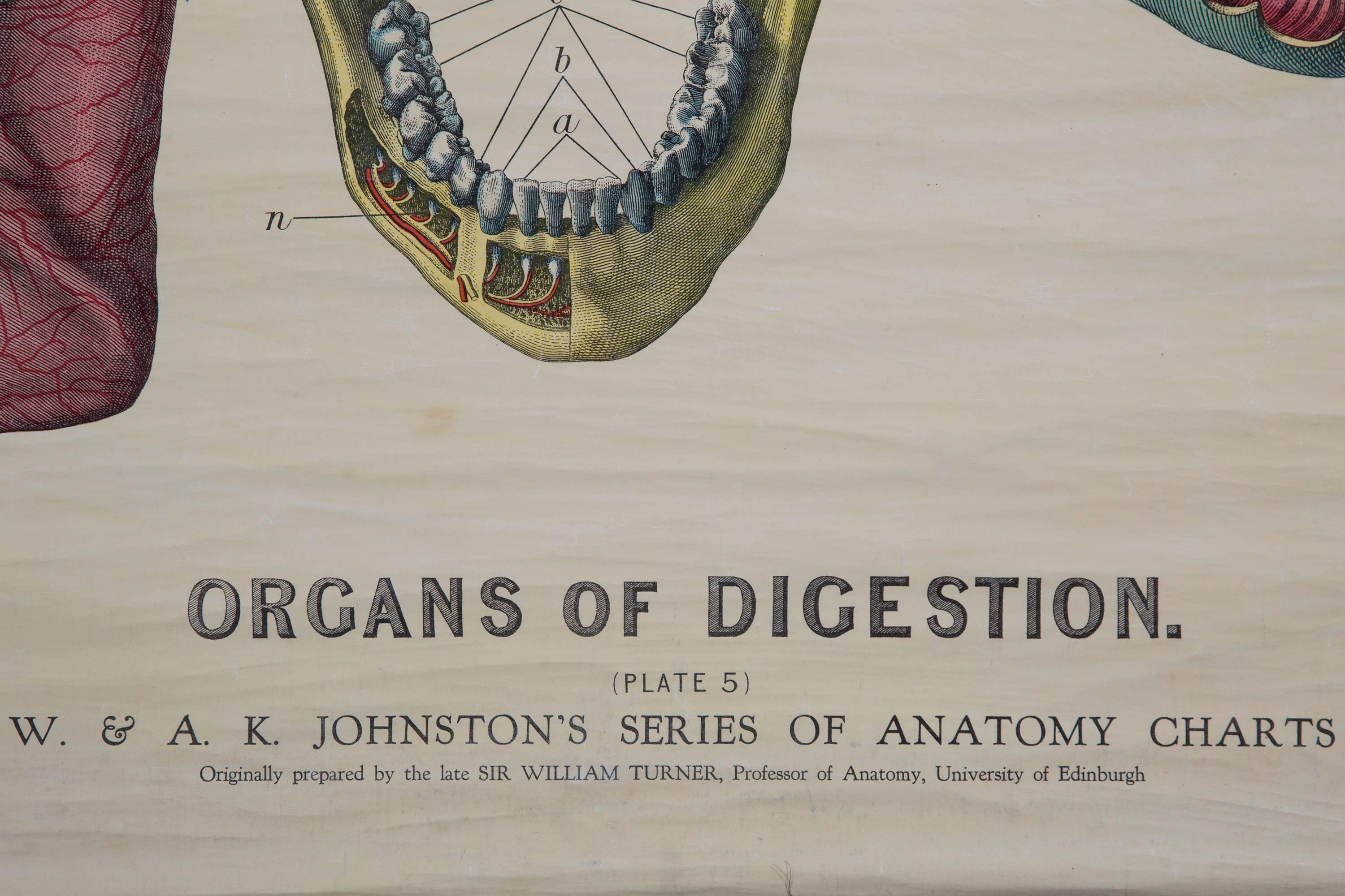 W&A J Johnstons Series of Anatomy, Organs In Fair Condition For Sale In Oxfordshire, GB