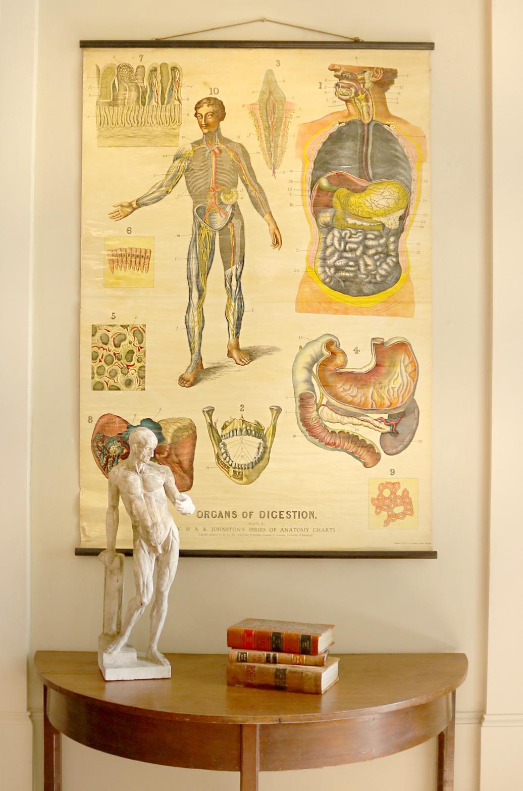 W&A J Johnstons Series of Anatomy, Organs For Sale 2