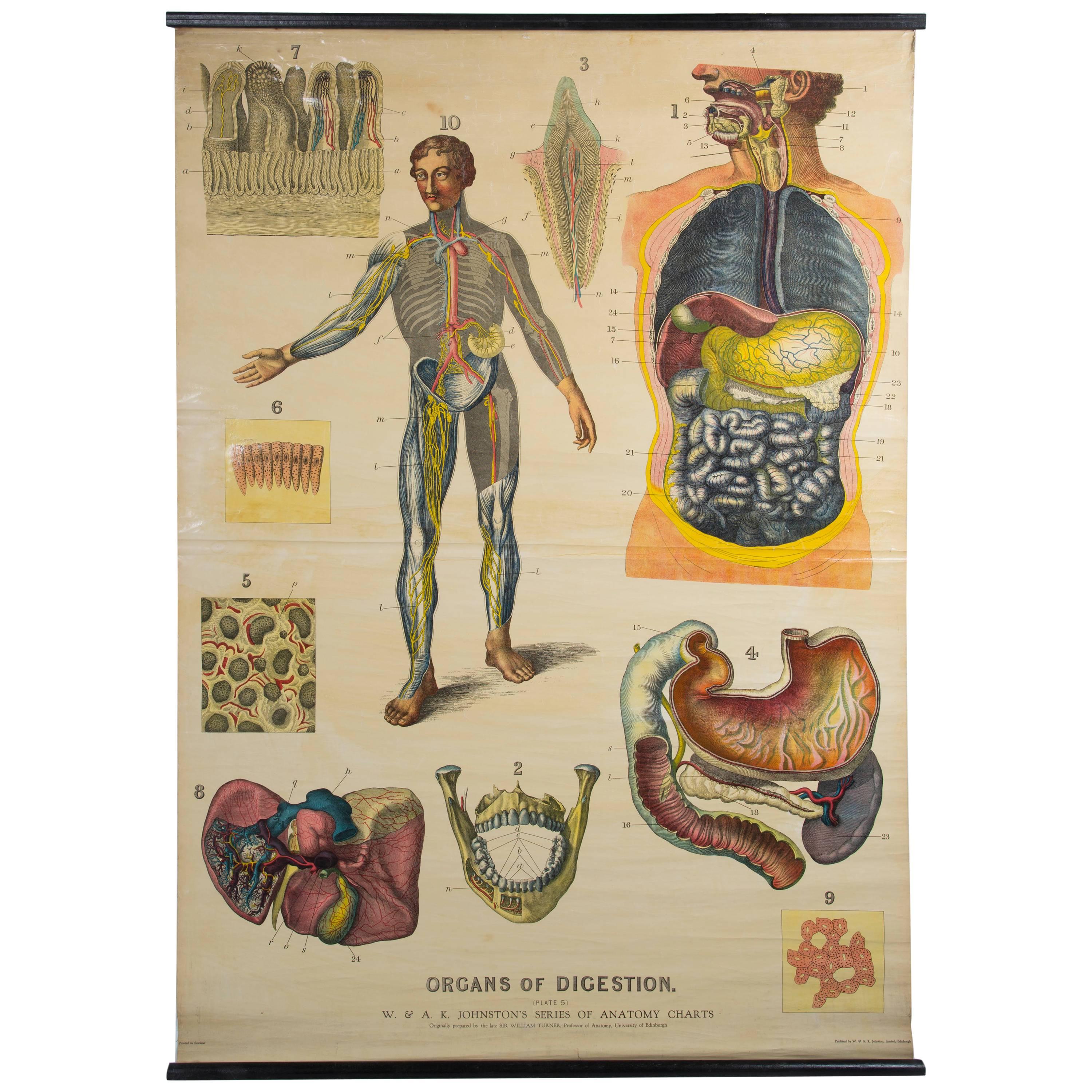 W&A J Johnstons Series of Anatomy, Organs For Sale
