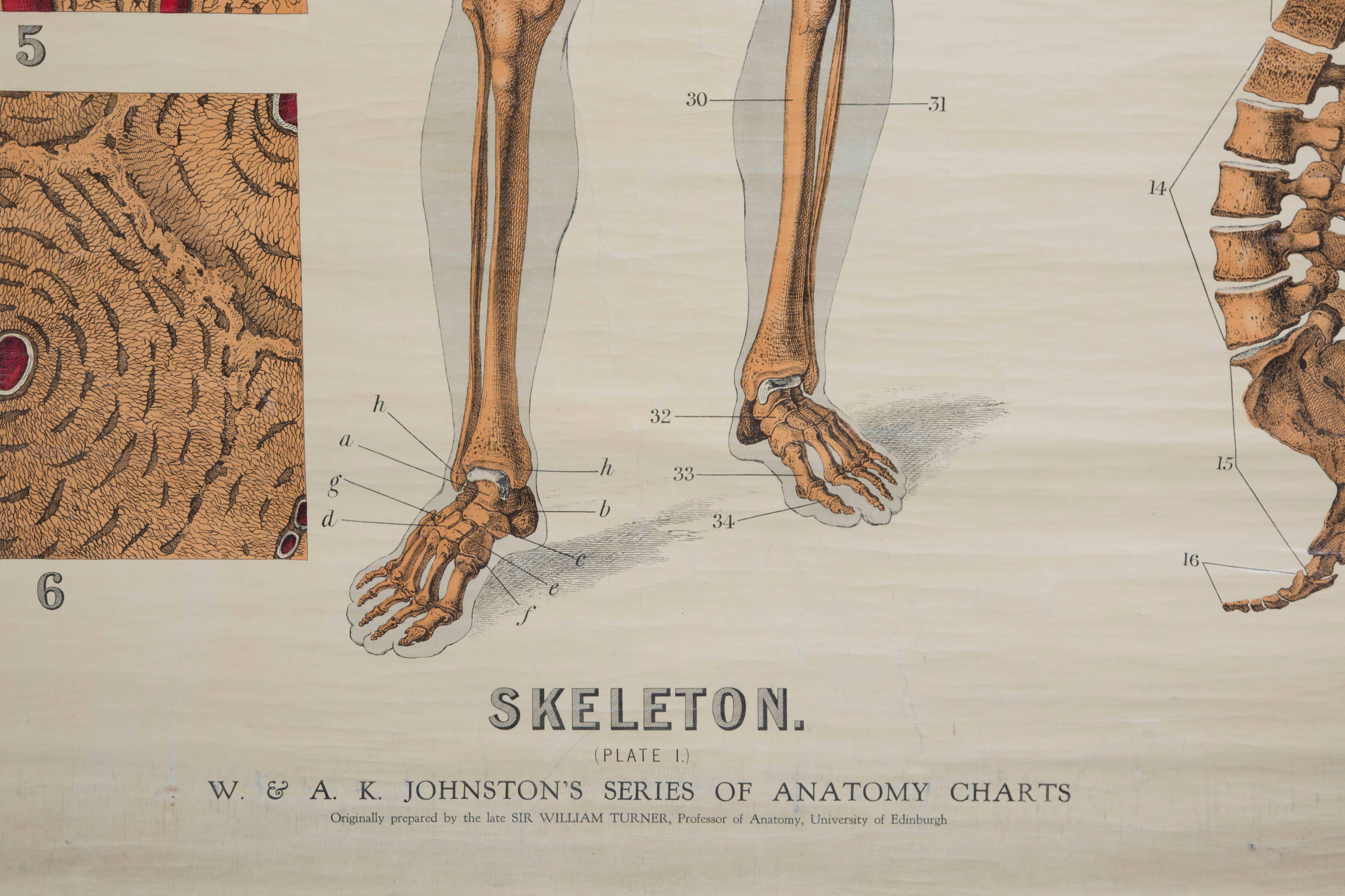 W&A J Johnstone early 20th century anatomical studies of Homo Sapiens, lithographically printed in polychromatic colors.