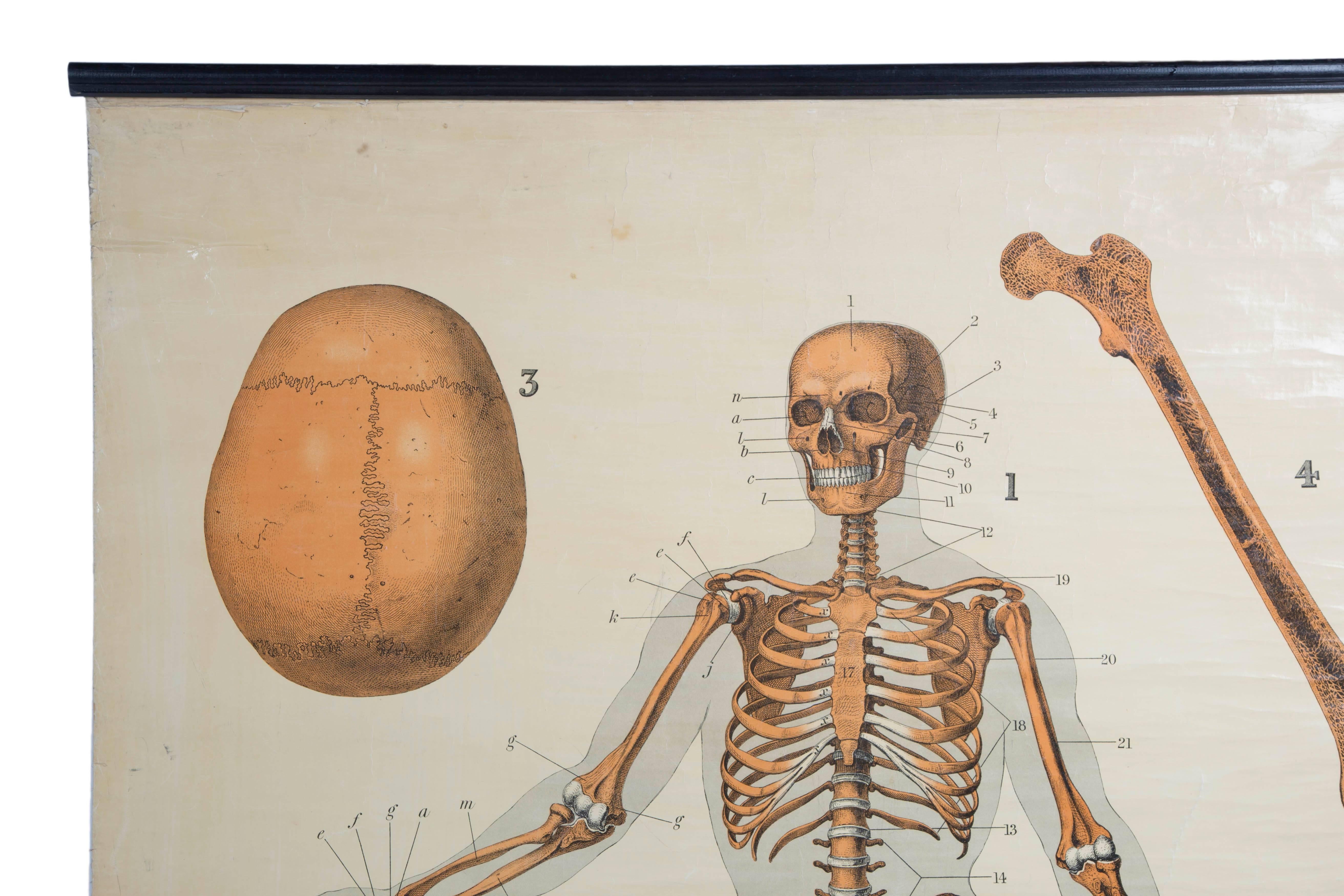 W&A J Johnstons Series of Anatomy, Skeleton In Fair Condition For Sale In Oxfordshire, GB