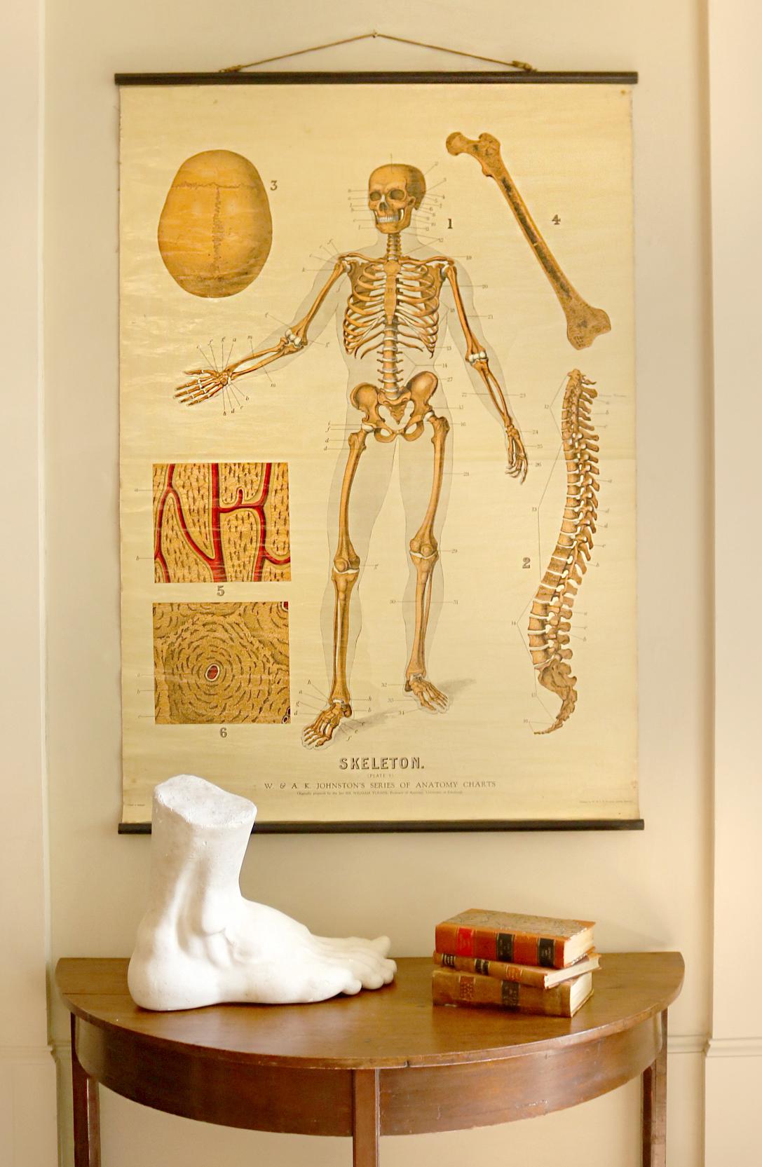 W&A J Johnstons Series of Anatomy, Skeleton For Sale 3