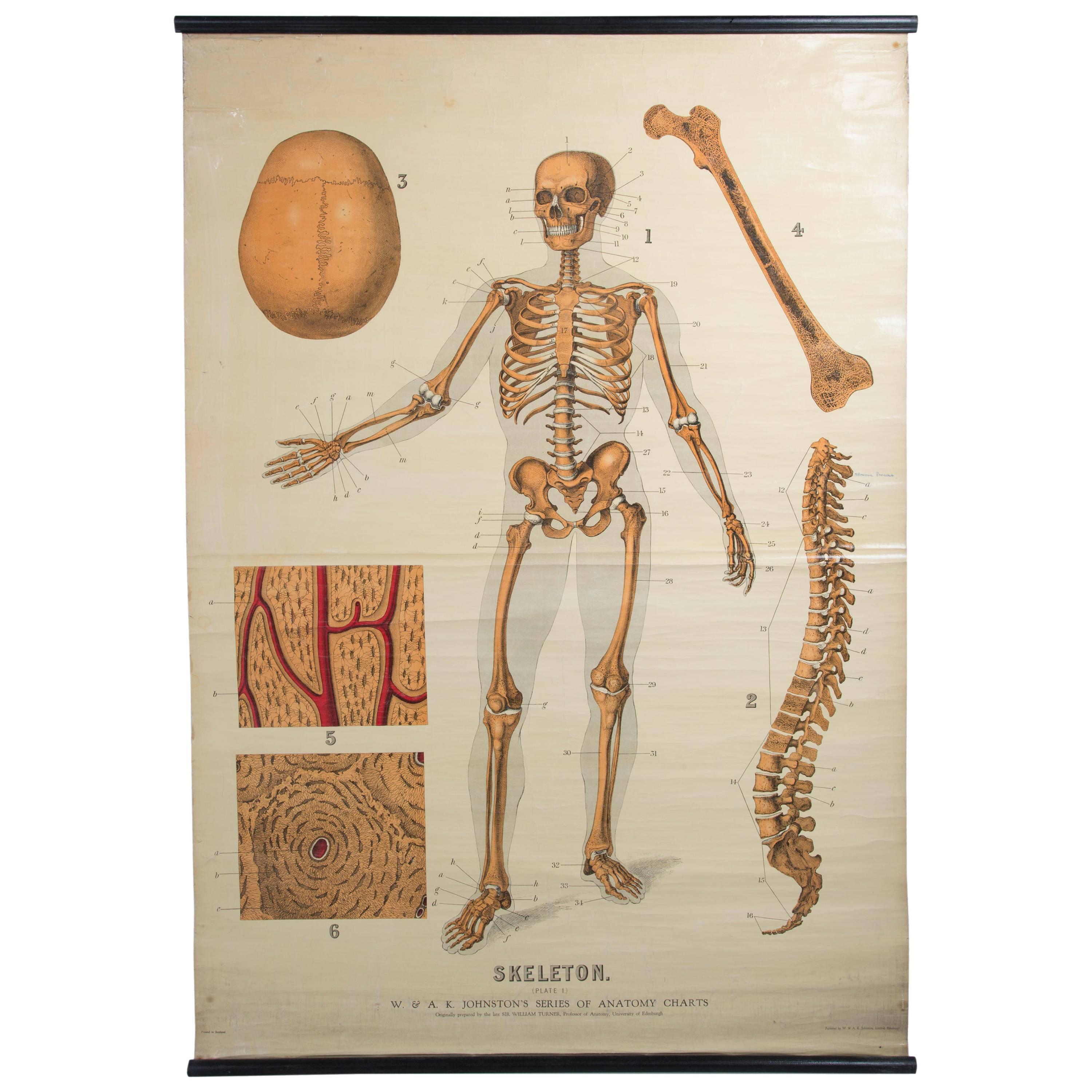 W&A J Johnstons Series of Anatomy, Skeleton For Sale