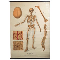 Antique W&A J Johnstons Series of Anatomy, Skeleton