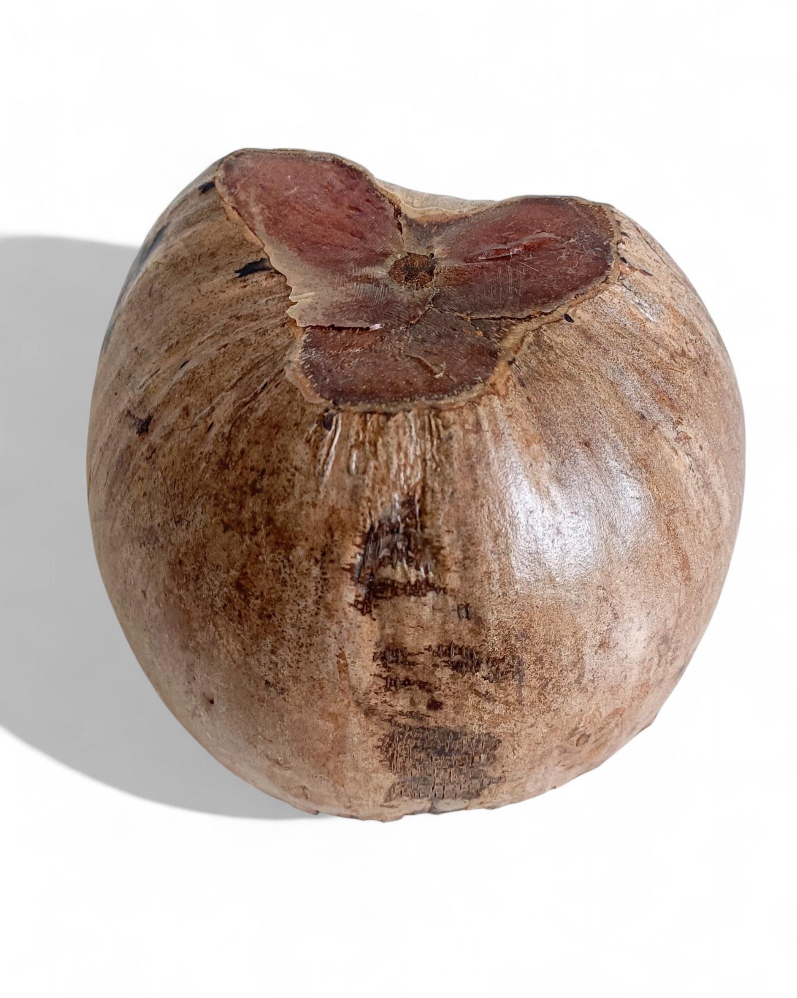 Wabi Sabi Moderno y Ecológico Captador / Centro de Mesa de Coco de Mer, Francia, S. XIX en venta 5