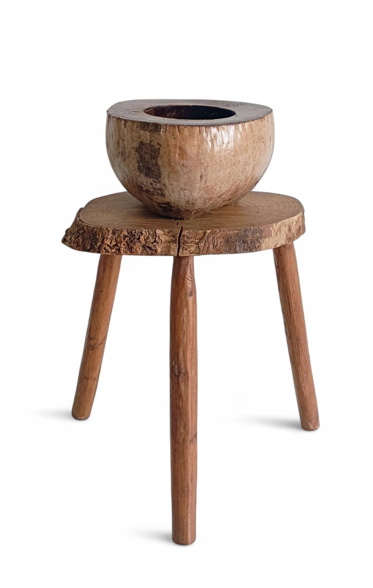 Wabi Sabi Moderno y Ecológico Captador / Centro de Mesa de Coco de Mer, Francia, S. XIX en venta 11