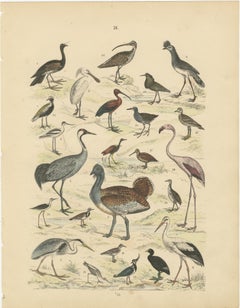 Wading Birds & Cranes Print: Flamingo, Stork, Ibis, Bustard – Antique 1867