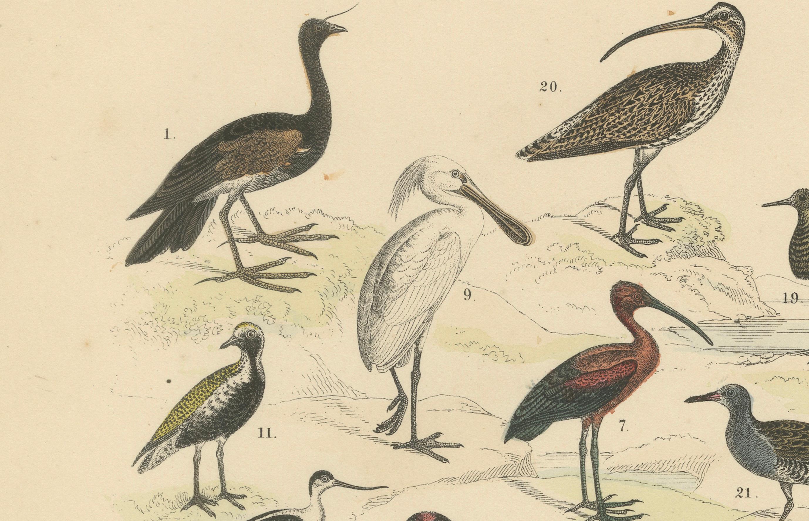 Stelzvögel & Kraniche Druck: Flamingo, Storch, Ibis, Trappe - Antik 1867 (Deutsch) im Angebot