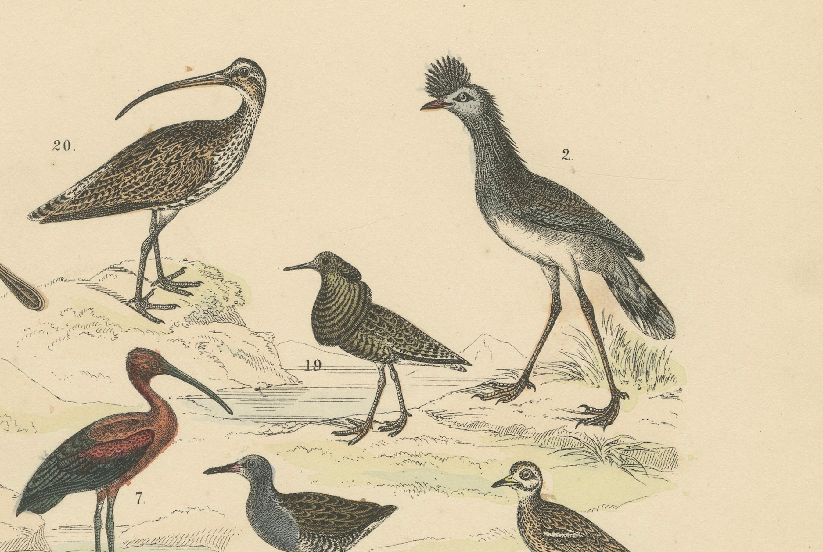 Stelzvögel & Kraniche Druck: Flamingo, Storch, Ibis, Trappe - Antik 1867 im Zustand „Gut“ im Angebot in Langweer, NL