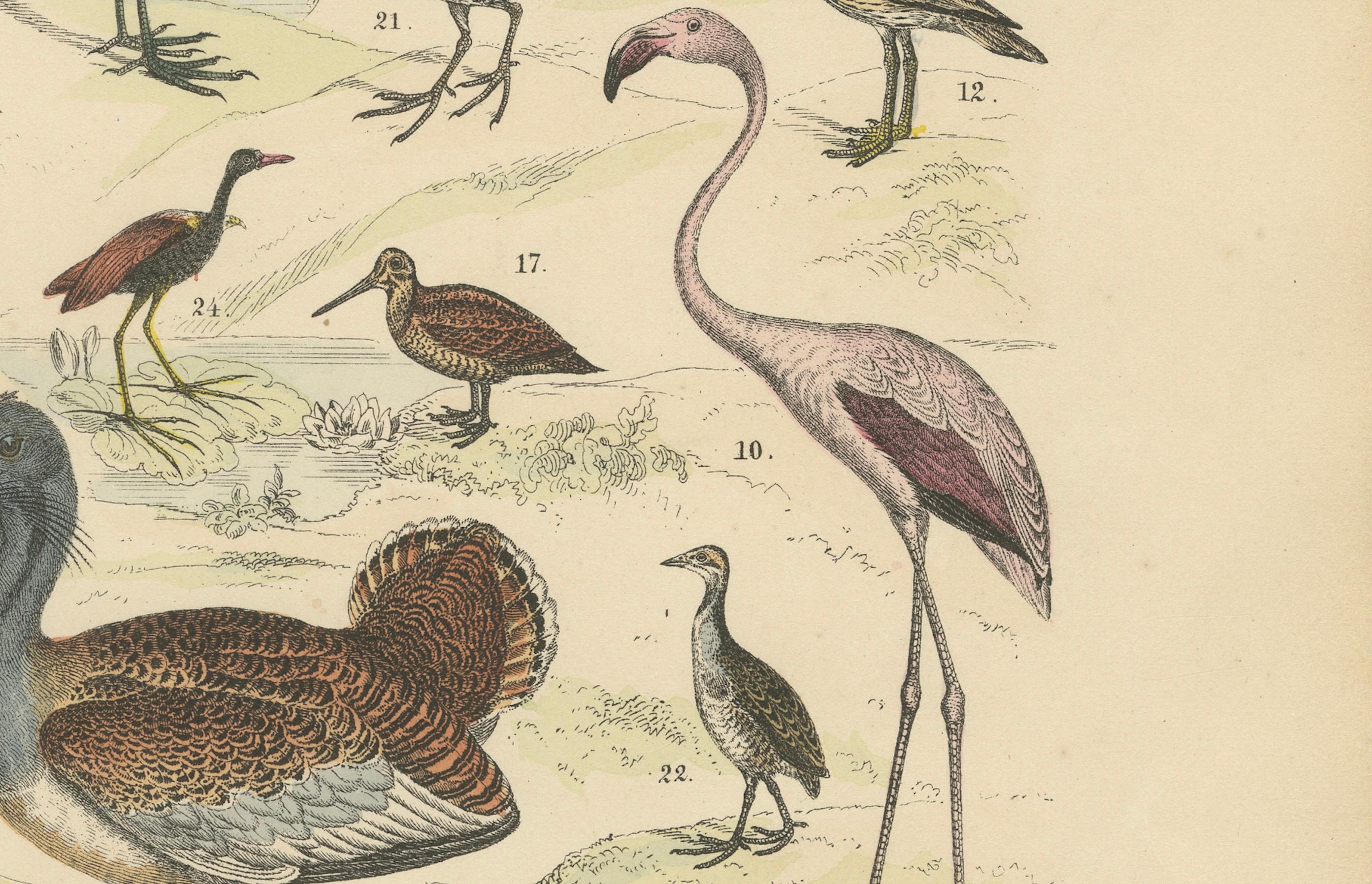 Stelzvögel & Kraniche Druck: Flamingo, Storch, Ibis, Trappe - Antik 1867 (Mittleres 19. Jahrhundert) im Angebot
