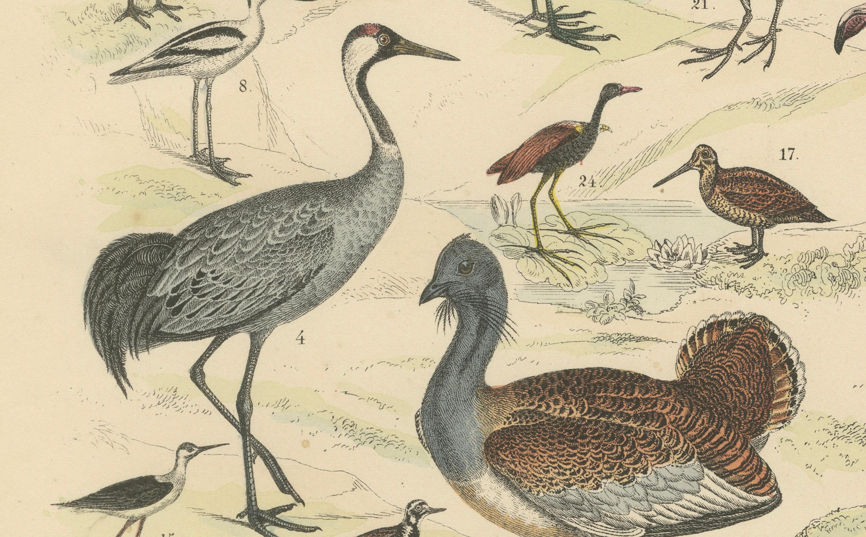 Stelzvögel & Kraniche Druck: Flamingo, Storch, Ibis, Trappe - Antik 1867 (Papier) im Angebot
