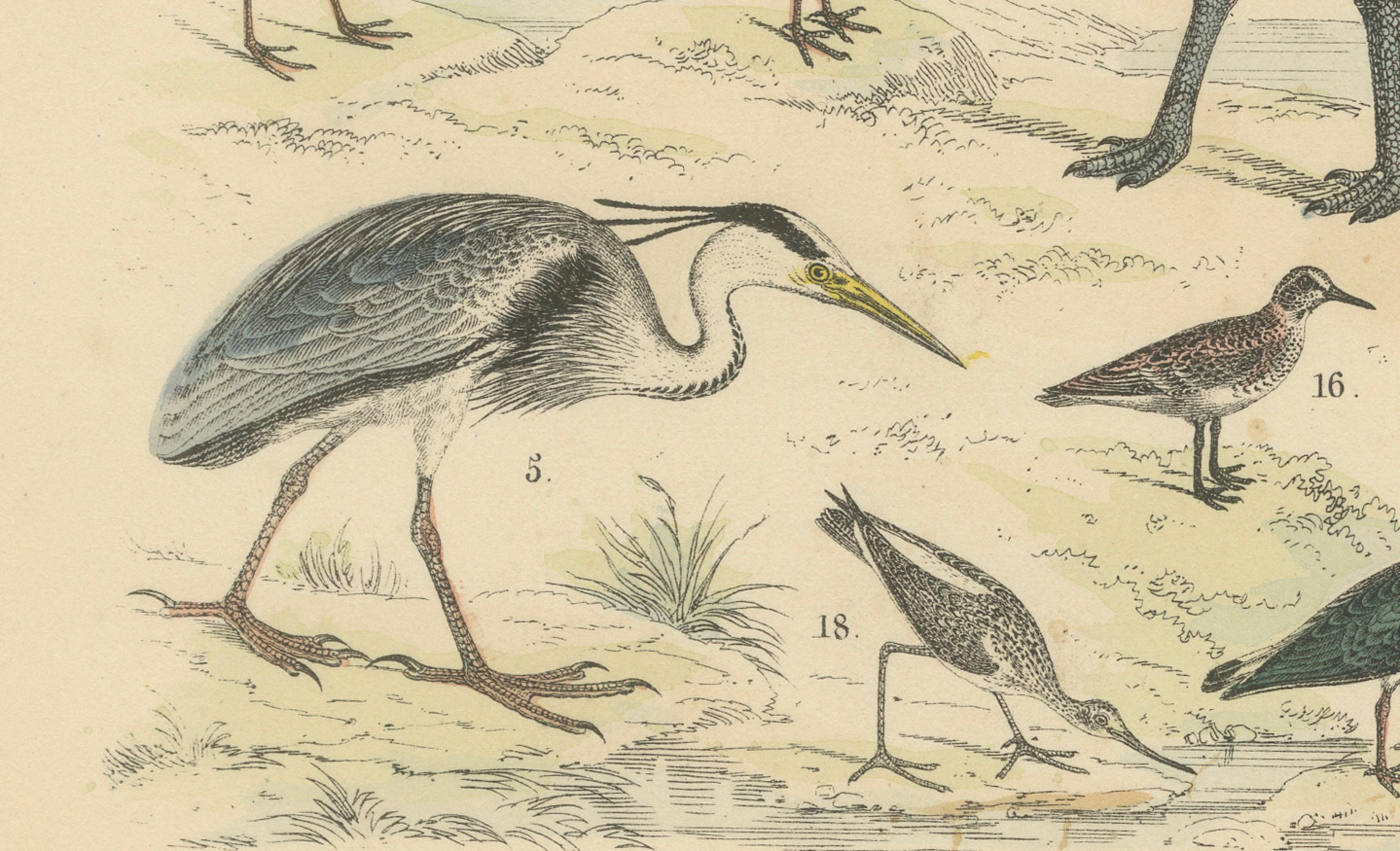 Stelzvögel & Kraniche Druck: Flamingo, Storch, Ibis, Trappe - Antik 1867 im Angebot 1
