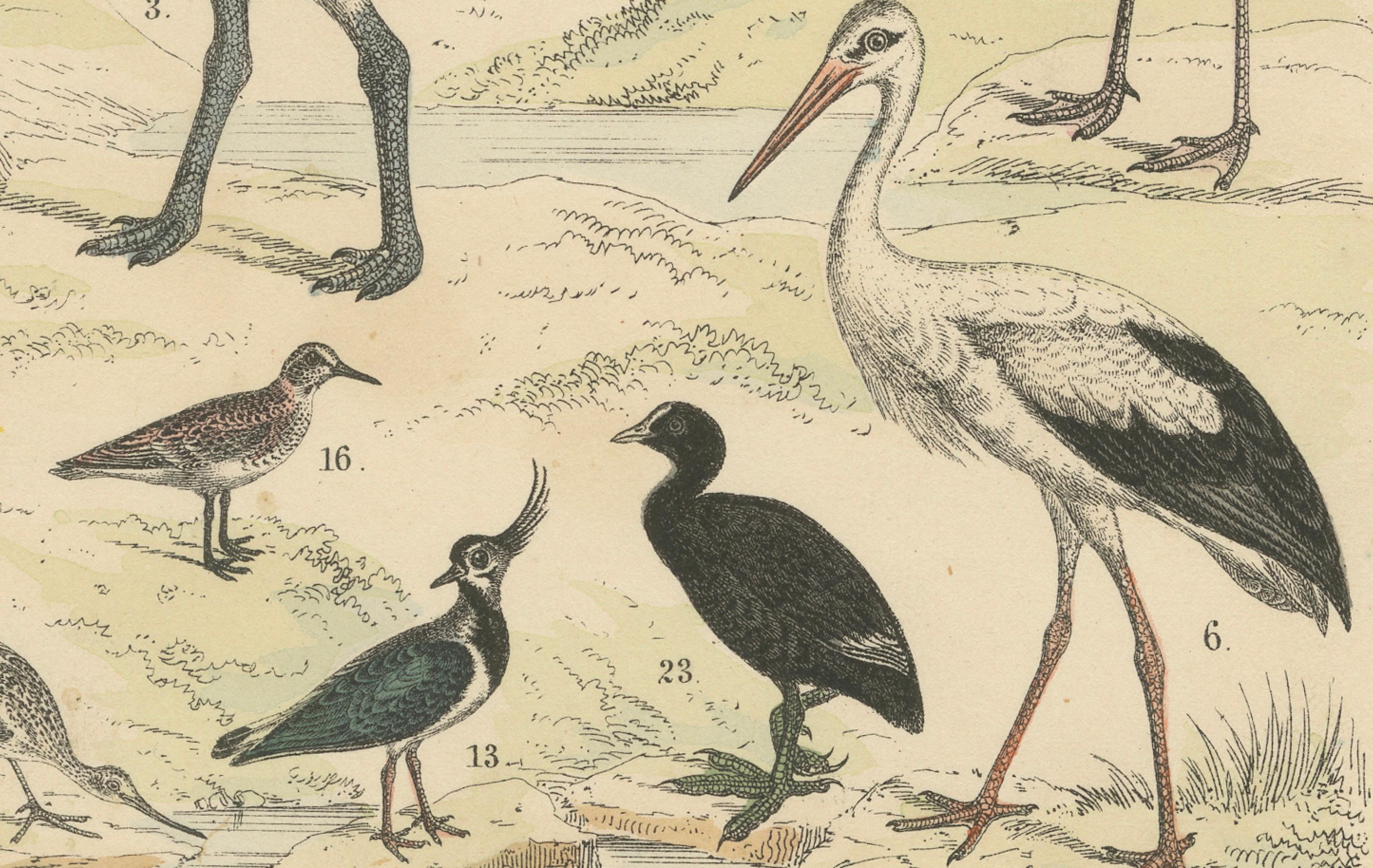 Stelzvögel & Kraniche Druck: Flamingo, Storch, Ibis, Trappe - Antik 1867 im Angebot 2