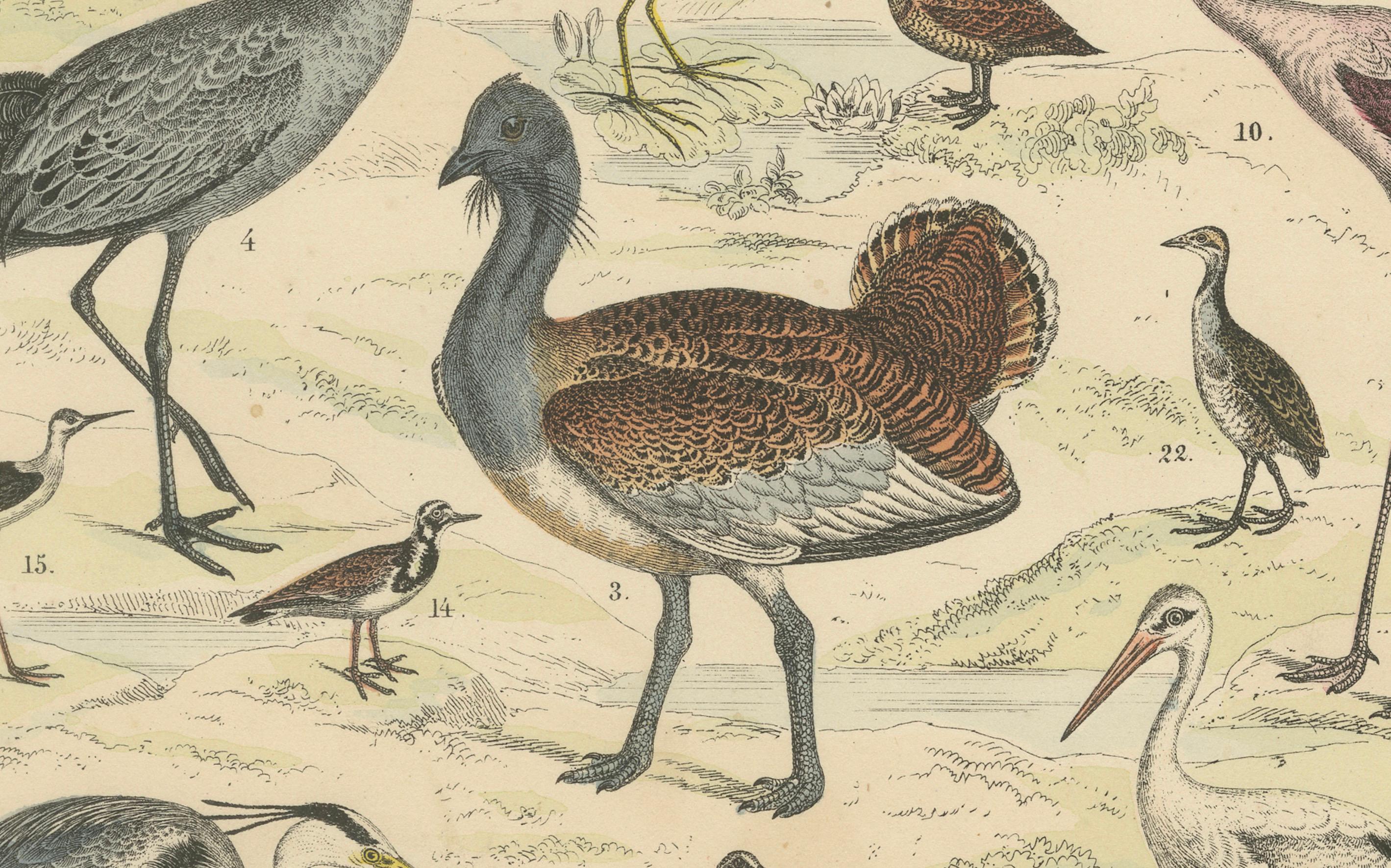 Stelzvögel & Kraniche Druck: Flamingo, Storch, Ibis, Trappe - Antik 1867 im Angebot 3