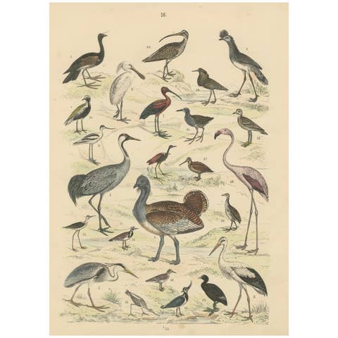 Wading Birds & Cranes Print: Flamingo, Stork, Ibis, Bustard – Antique 1867
