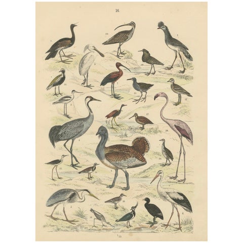 Wading Birds & Cranes Print: Flamingo, Stork, Ibis, Bustard, Antique 1867