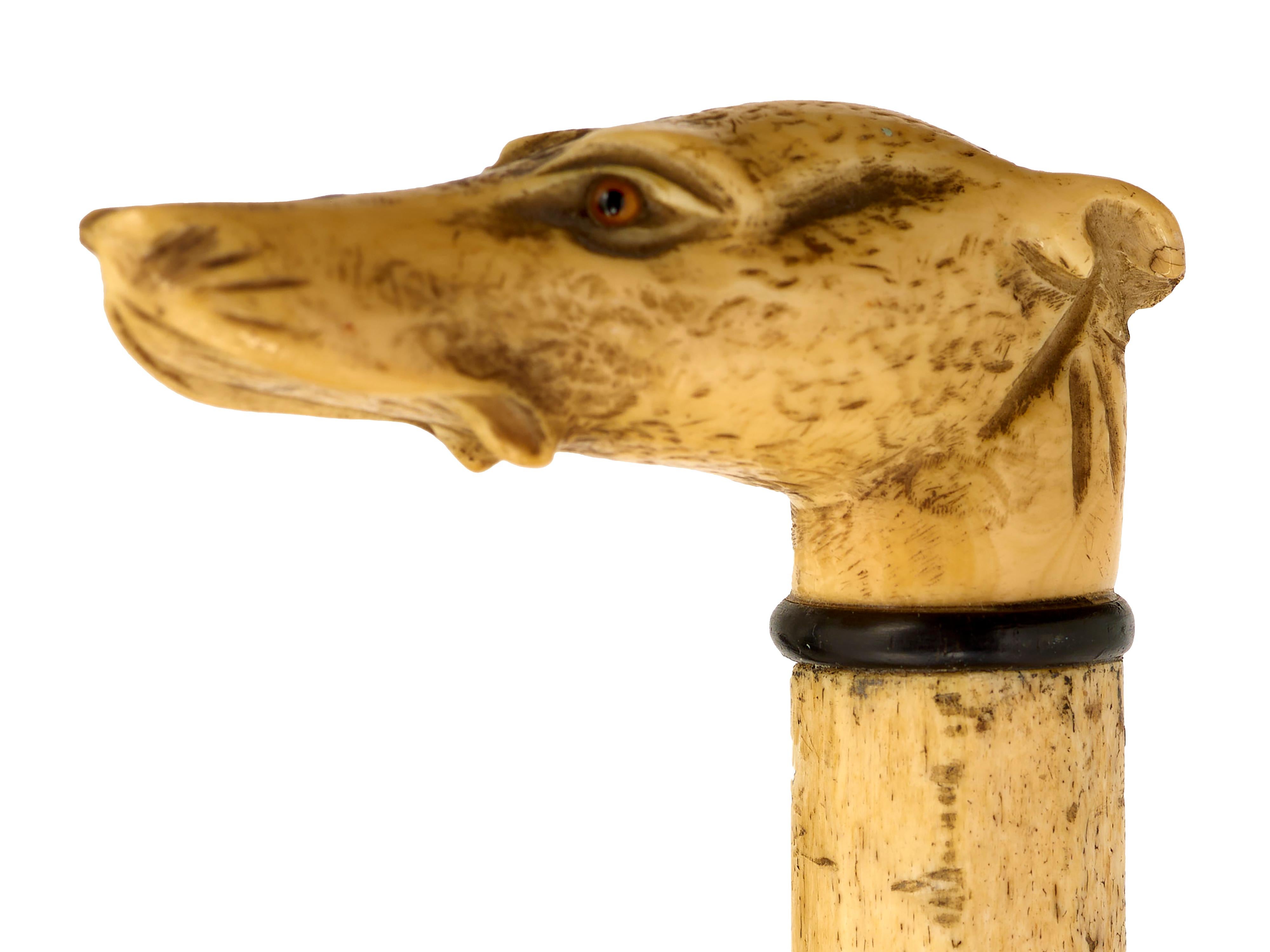 English Walking cane with greyhound top  carved in whalebone For Sale