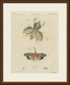 Walking Leaf and Chinese Lantern Fly, Antique Bertuch Print, Vienna, circa 1805