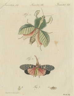 Walking Leaf and Chinese Lantern Fly, Antique Bertuch Print, Vienna, circa 1805