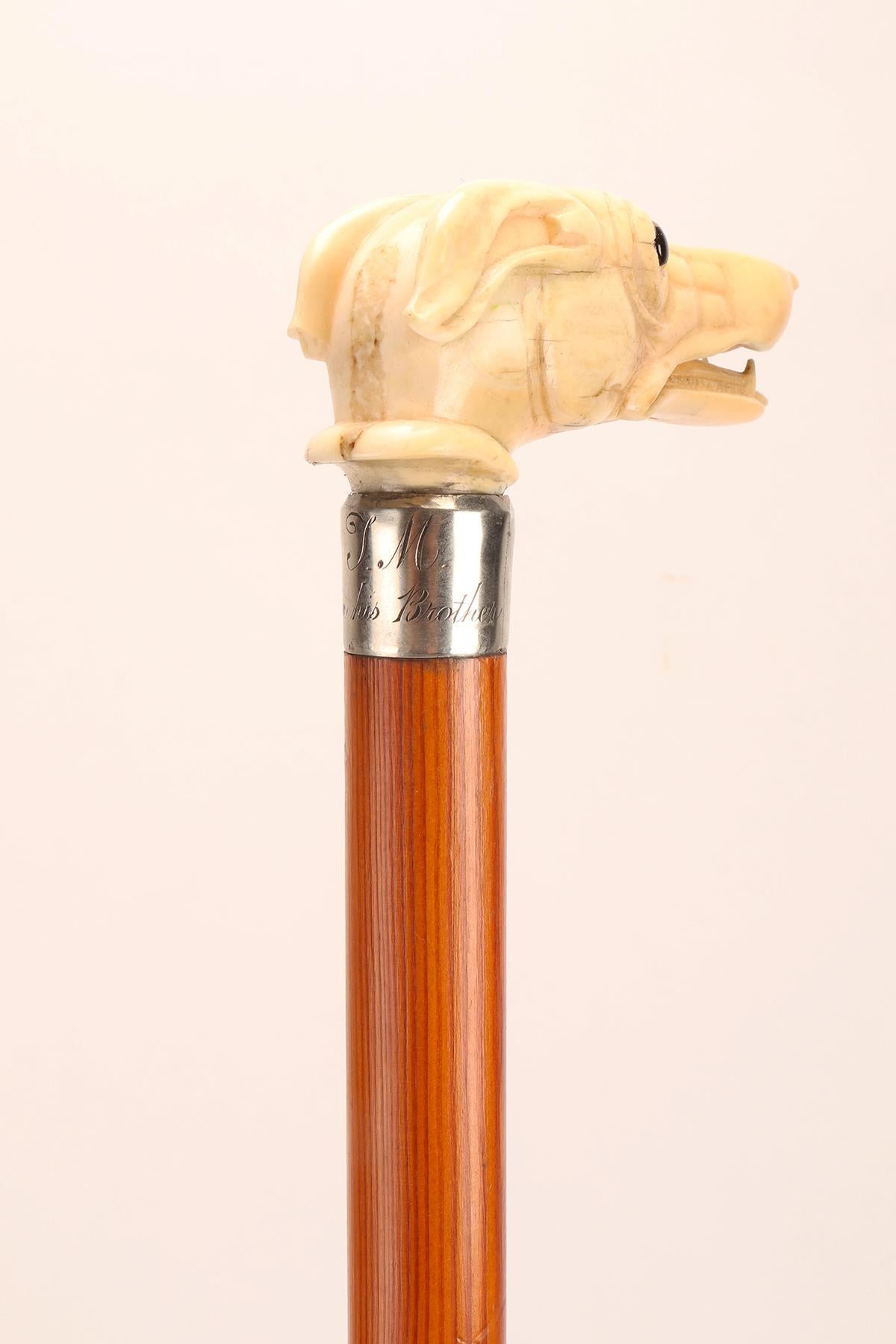 Walking stick ivory knob with greyhound head, United States 1890.  In Good Condition For Sale In Milan, IT