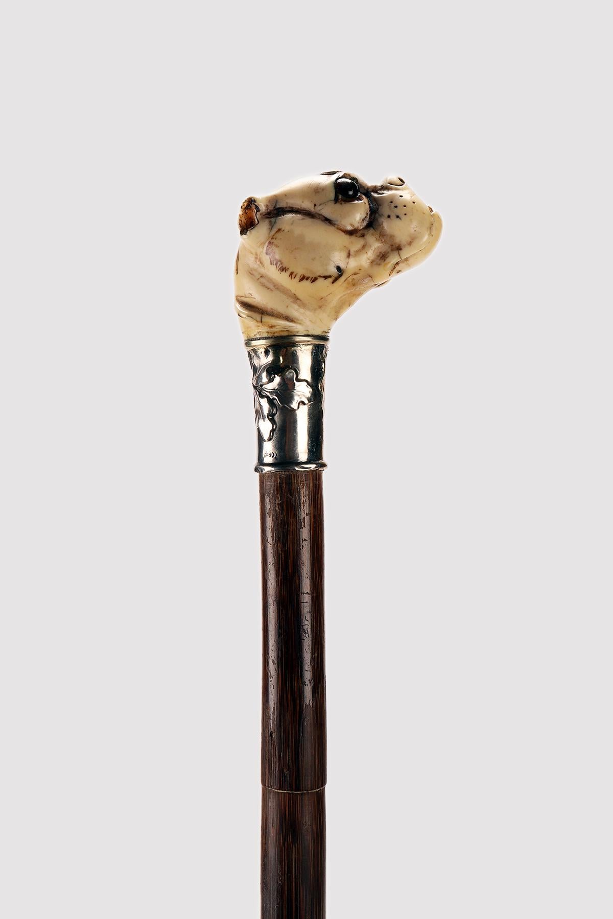 Canne : pommeau en ivoire sculpté représentant la tête d'un chien carlin. Yeux en pâte de verre. Bande en argent 800/1000, avec feuilles de chêne en relief. Canne en bois de bambou. Virole en métal. Allemagne vers 1890. (LIVRAISON DANS L'UE