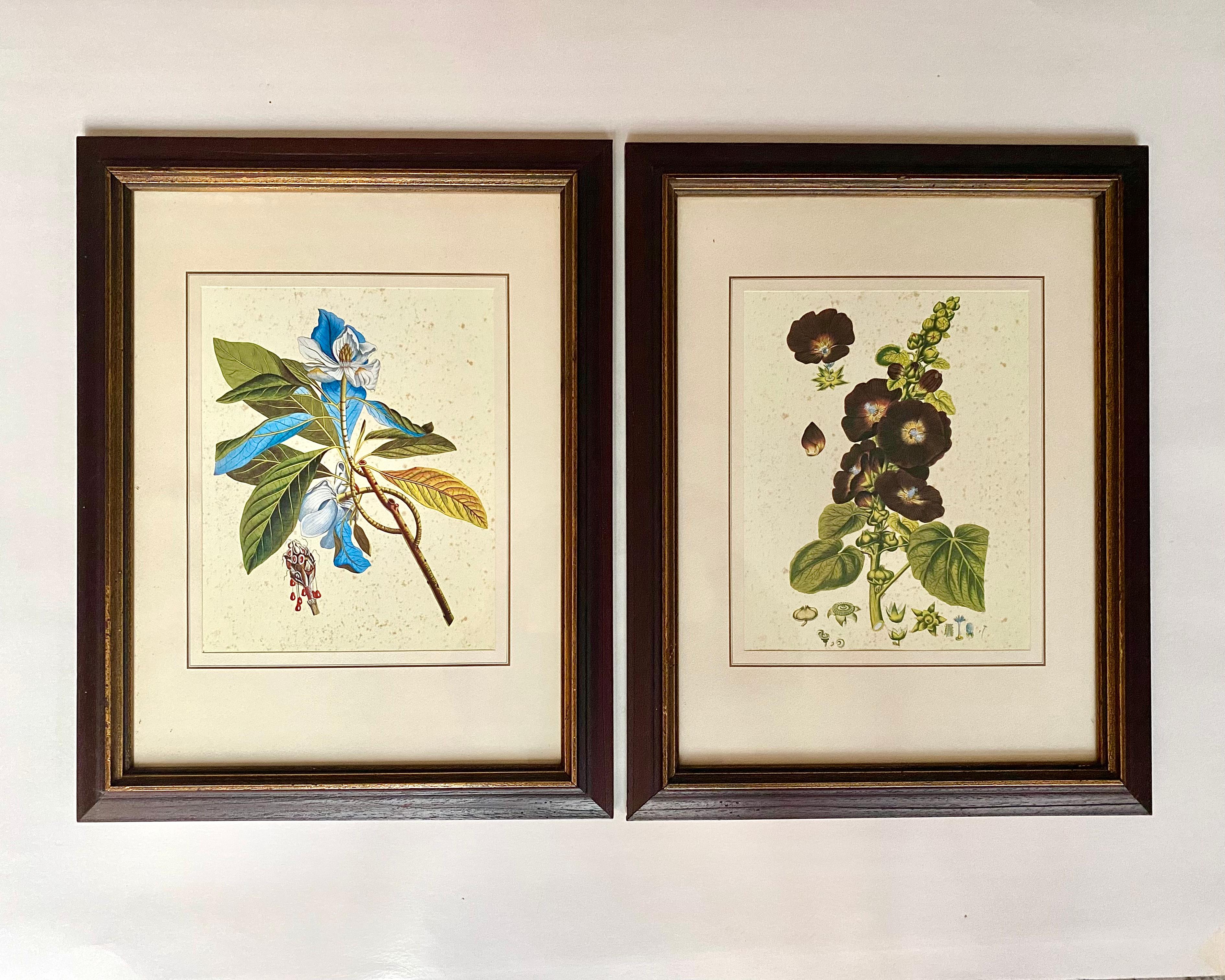 Set of 2 vintage botanical prints under the glass in stunning gold frames from Luxembourg, 1970s.. 

Wonderful details, colors and natural history feel.

The paintings are images of magnolia and Alcea rosea (hollyhock) made in natural