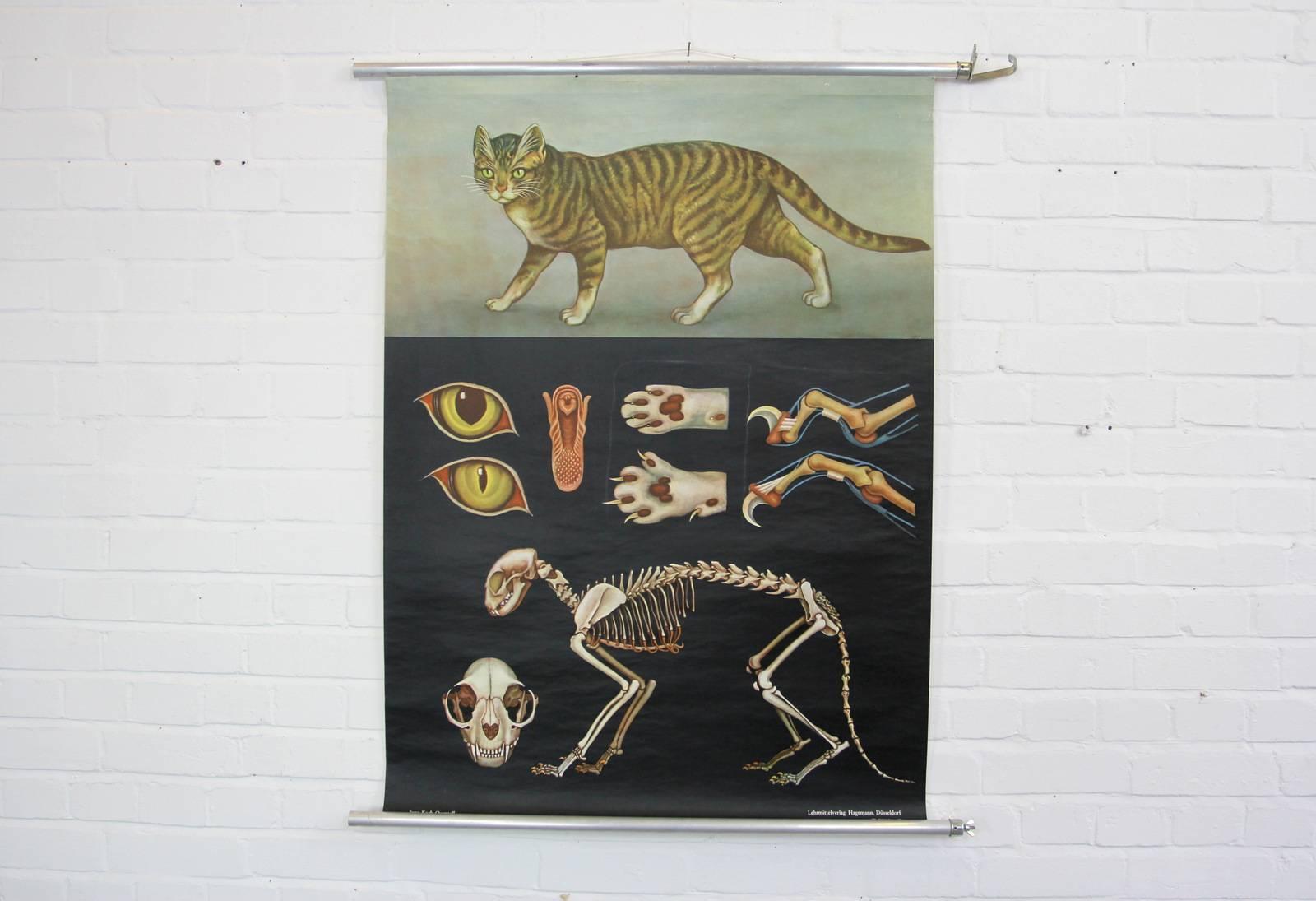 Wall chart of the cat by Jung Koch Quentell

- Canvas backed
- On it's original metal hangers
- German, circa 1960s
- Measures: 97cm x 116cm

Jung Koch Quentell

The name Jung Koch Quentell came to be as they were the last names of the