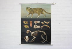 Wall Chart of the Cat by Jung Koch Quentell