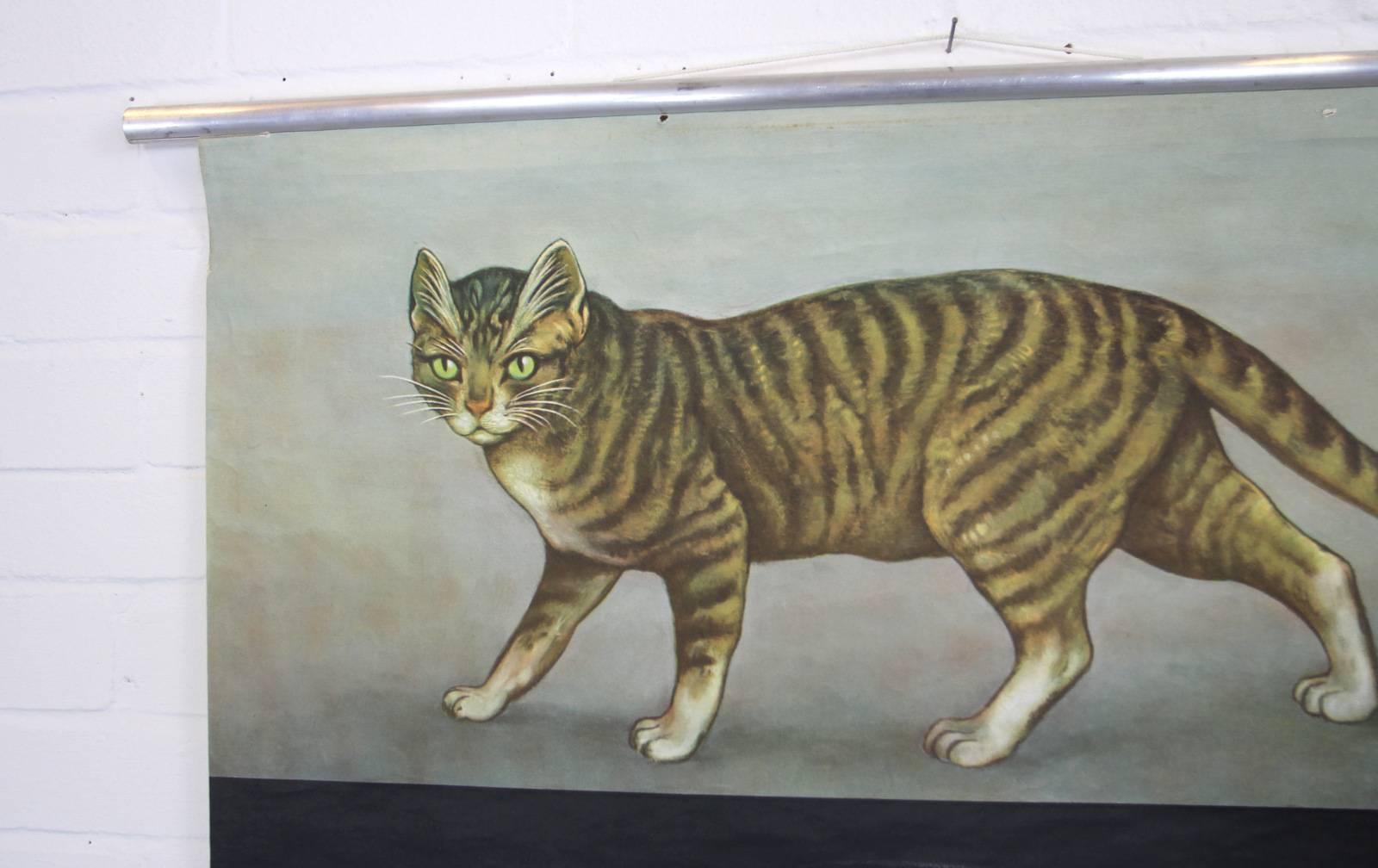 Wall Chart of the Cat by Jung Koch Quentell In Good Condition In Gloucester, GB