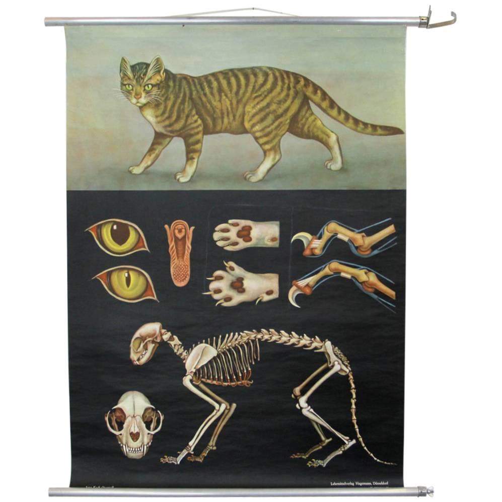 Wall Chart of the Cat by Jung Koch Quentell