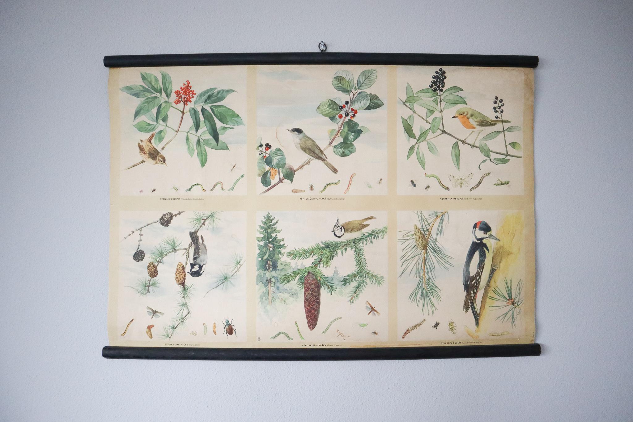 Wall chart 