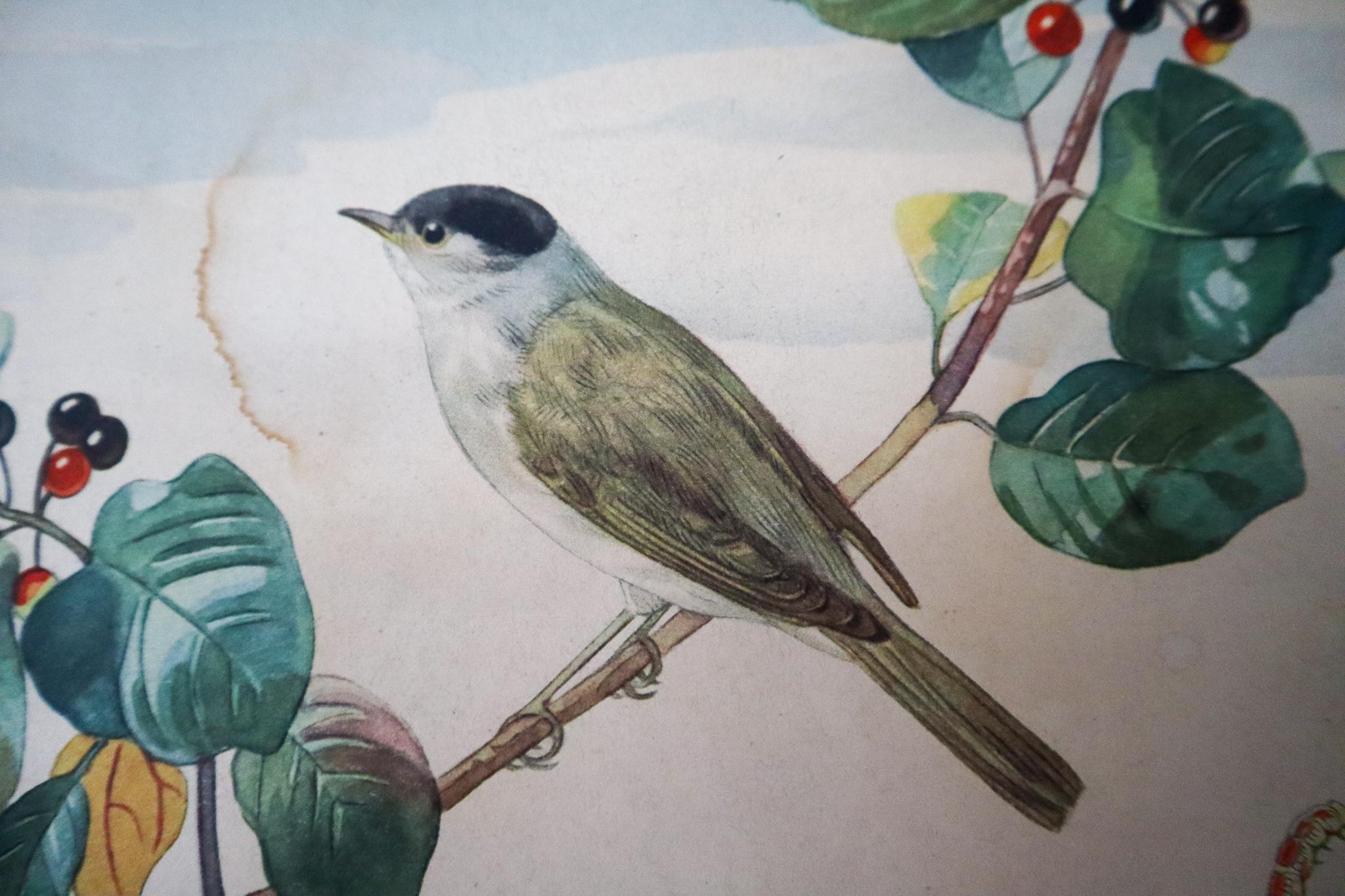 Mid-20th Century Wall Chart 