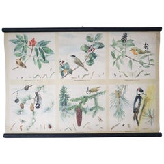 Wall Chart "Troglodytes troglodytes" Czech Republic, 1960s