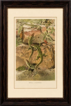 Wall Lizards – Antique Reptile Natural History Print by P.J. Smit, 1895