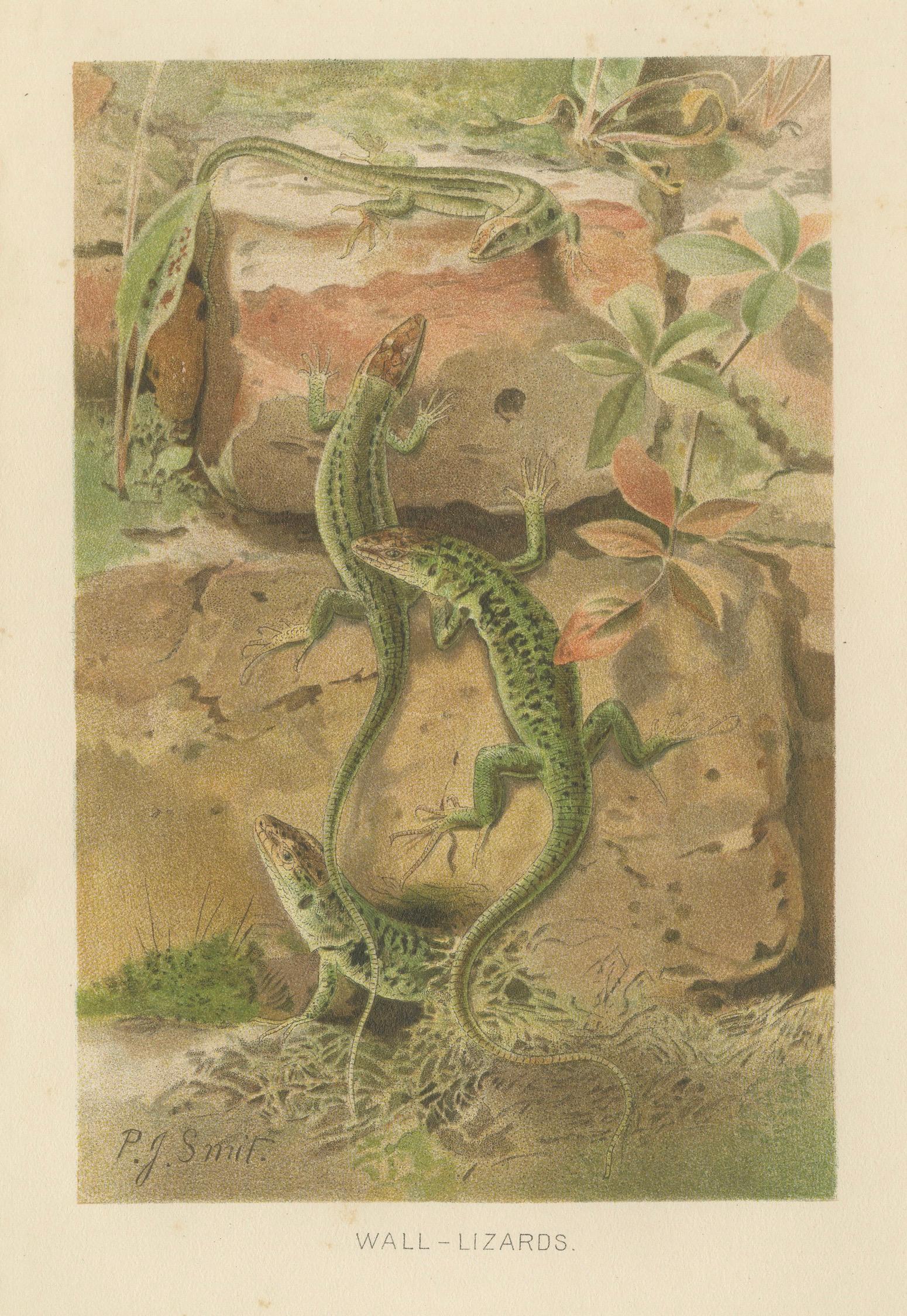 Wall Lizards – Antique Reptile Natural History Print by P.J. Smit, 1895