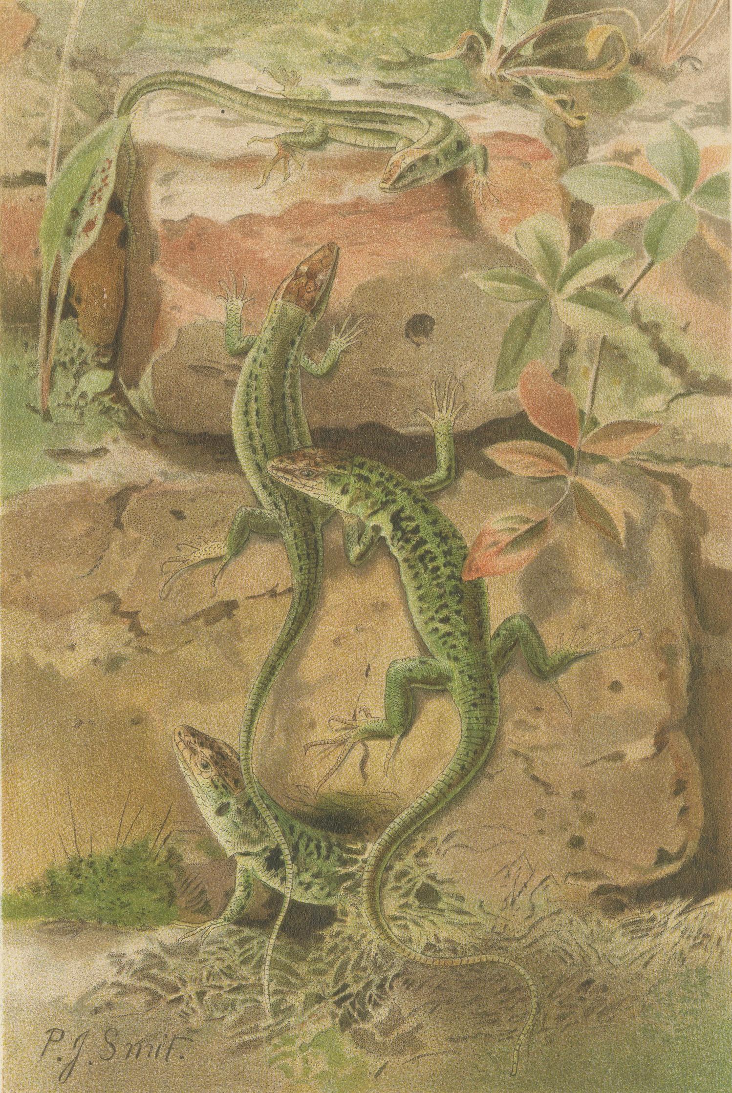 Wall Lizards – Antique Reptile Natural History Print by P.J. Smit, 1895