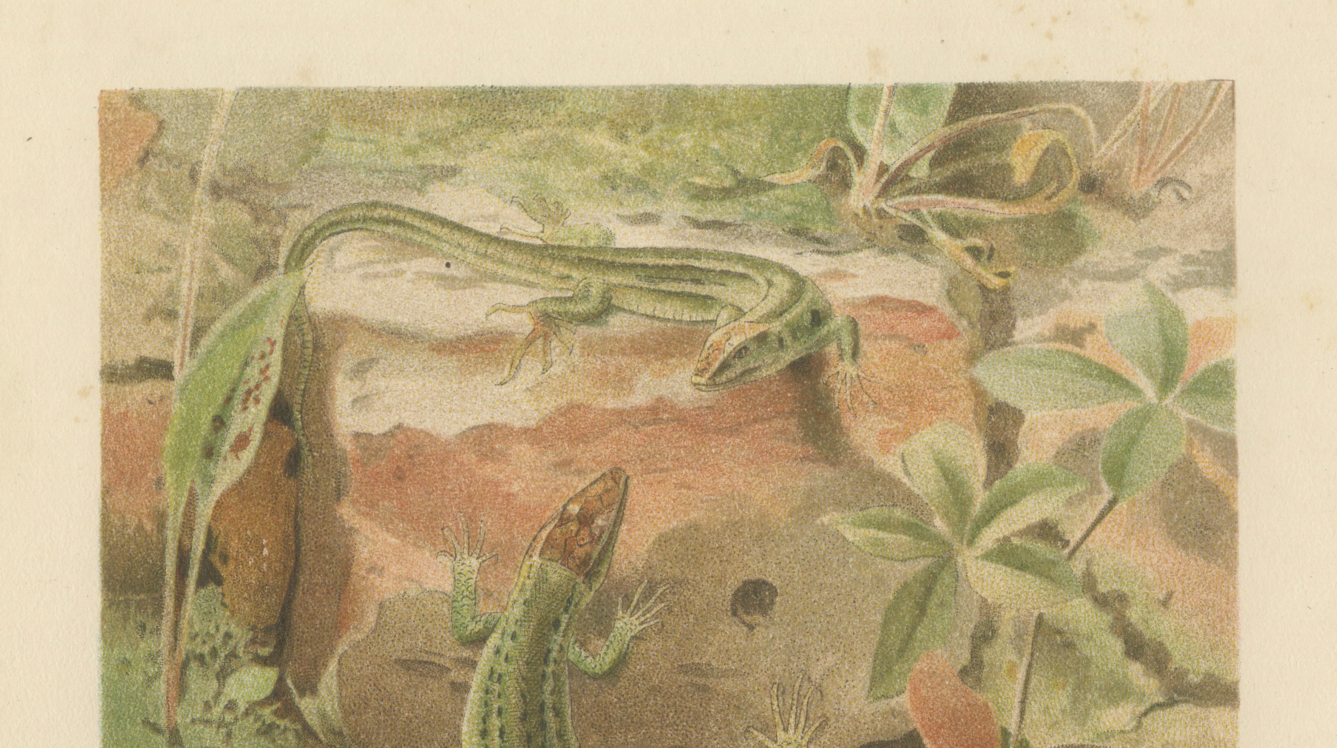 Wall Lizards – Antique Reptile Natural History Print by P.J. Smit, 1895