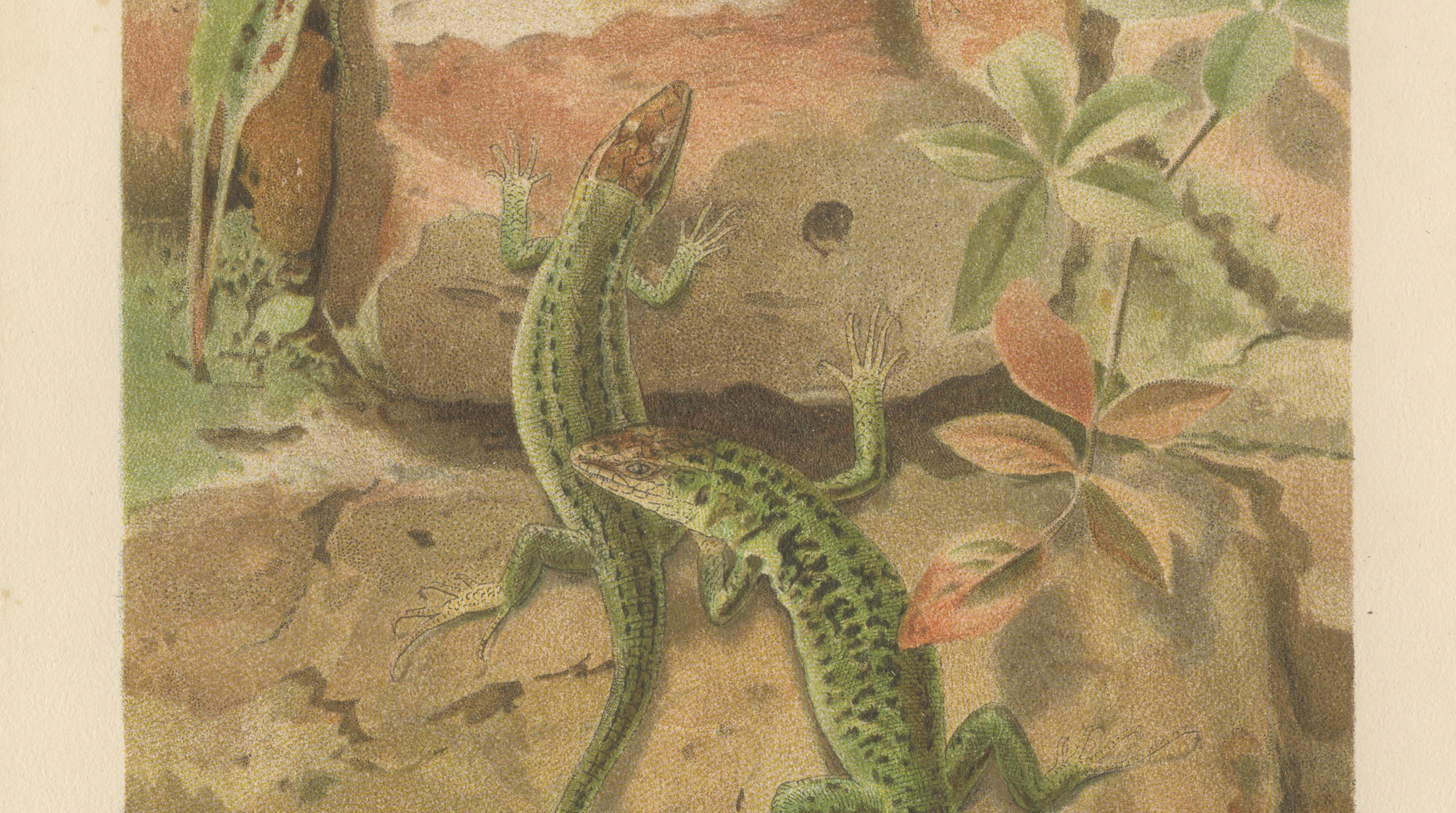 Wall Lizards – Antique Reptile Natural History Print by P.J. Smit, 1895