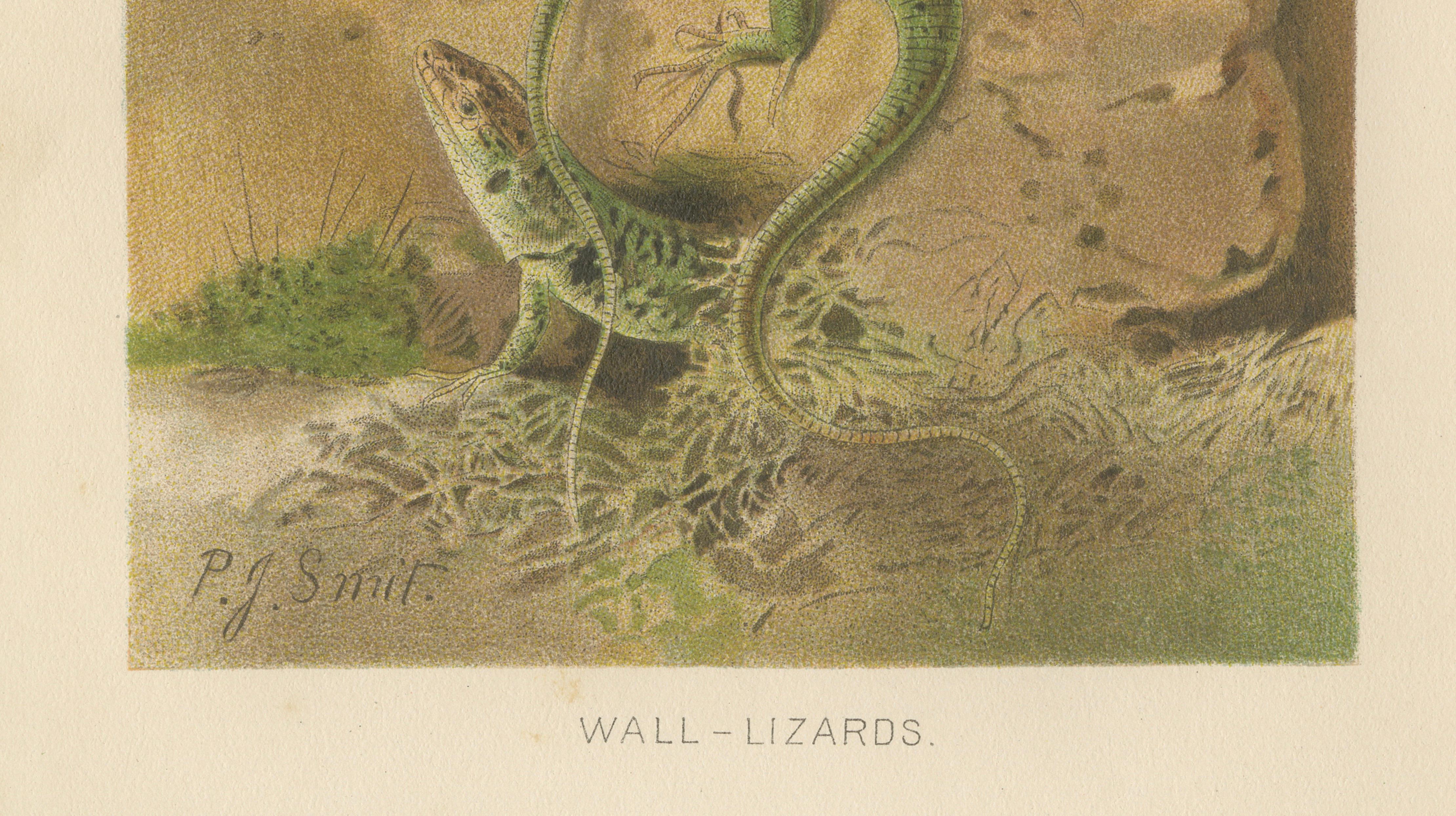 Wall Lizards – Antique Reptile Natural History Print by P.J. Smit, 1895