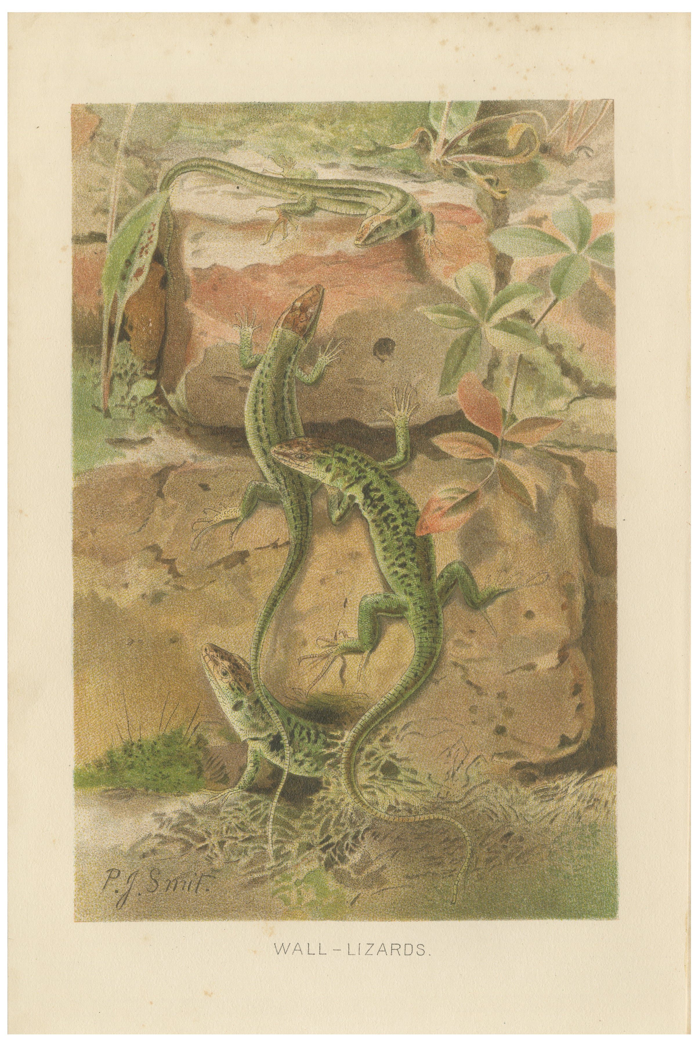 Wall Lizards – Antique Reptile Natural History Print by P.J. Smit, 1895